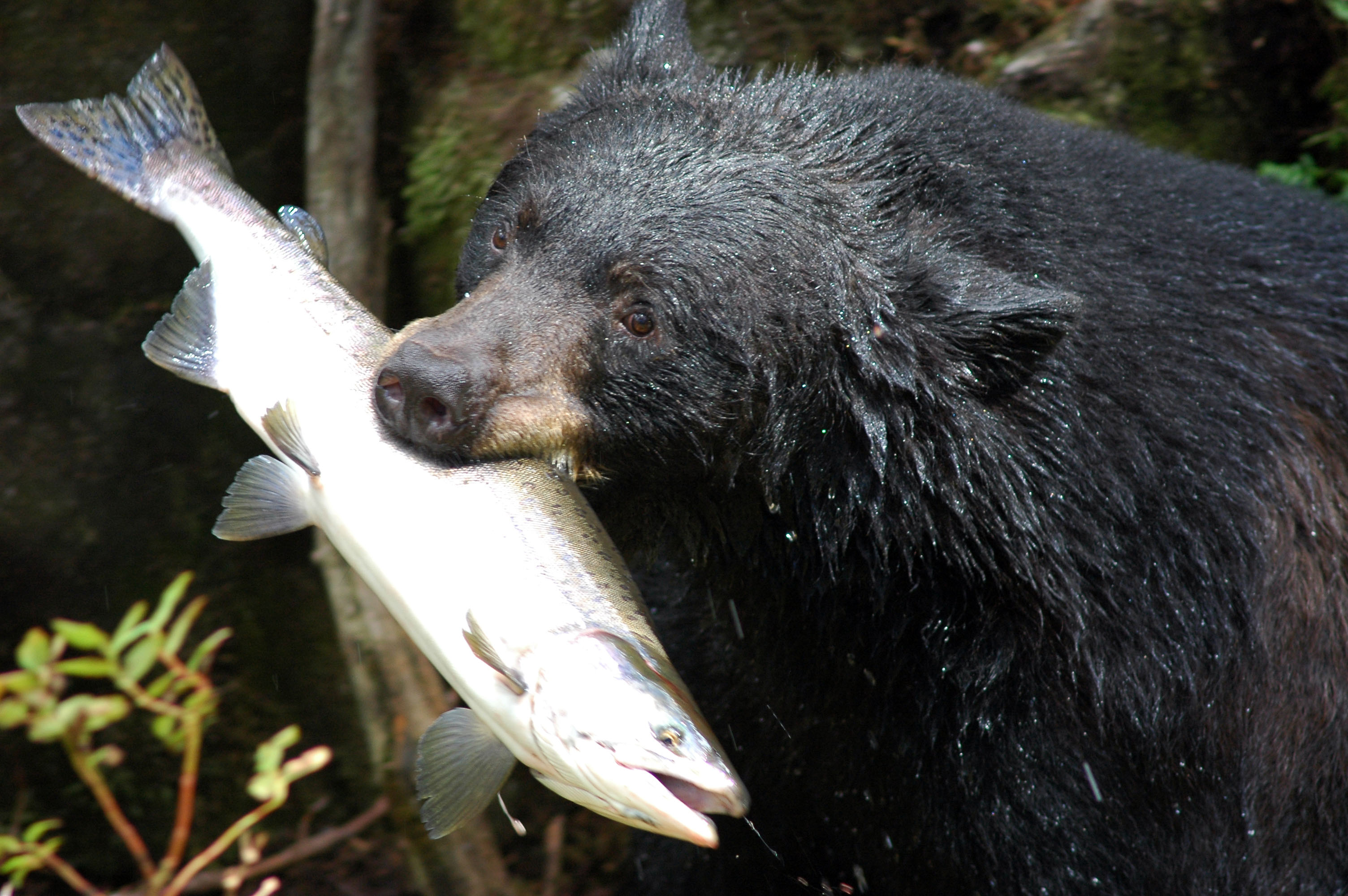 File:Black bear with salmon.jpg - Wikimedia Commons
