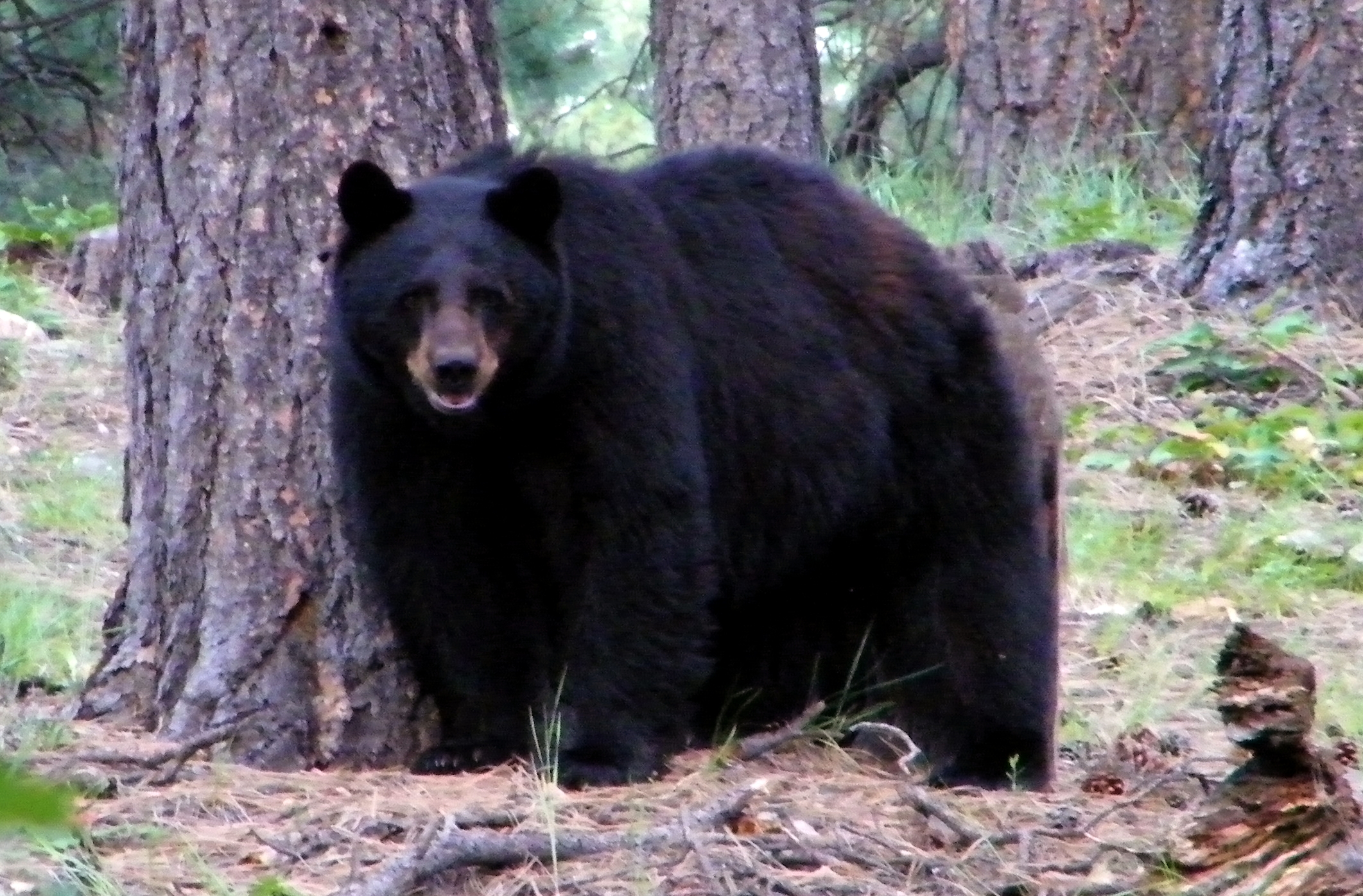 Encountering a Black Bear | Bear Smart Durango