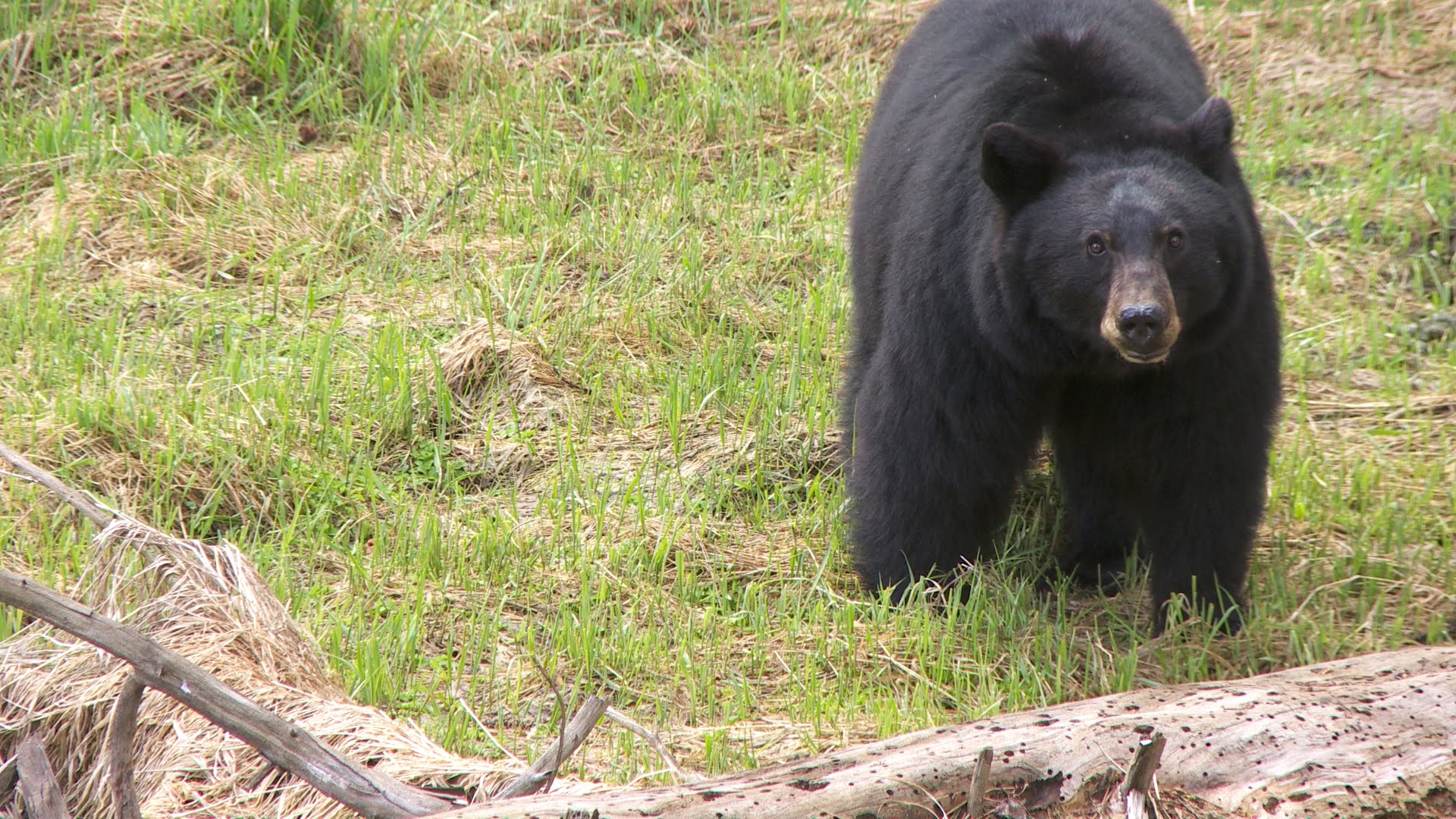 Black Bears - Yosemite Nature Notes - Episode 26 - YouTube