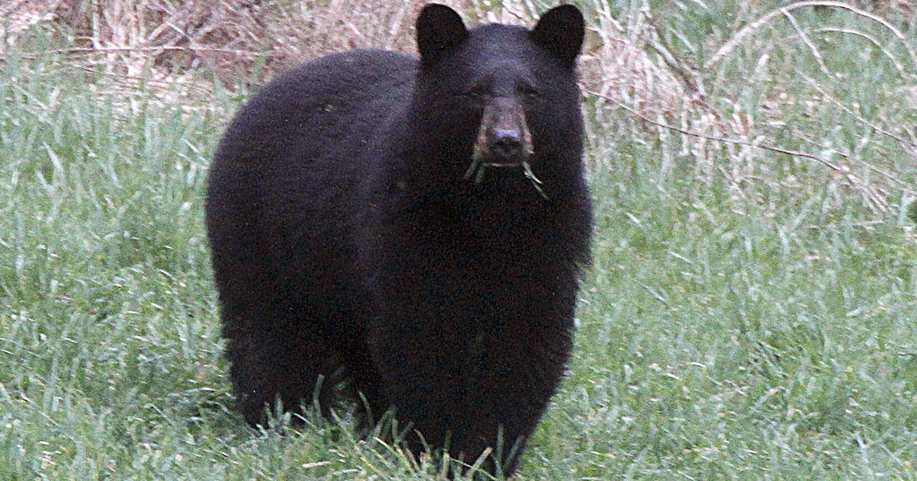 Record-sized black bear killed in vehicle crash