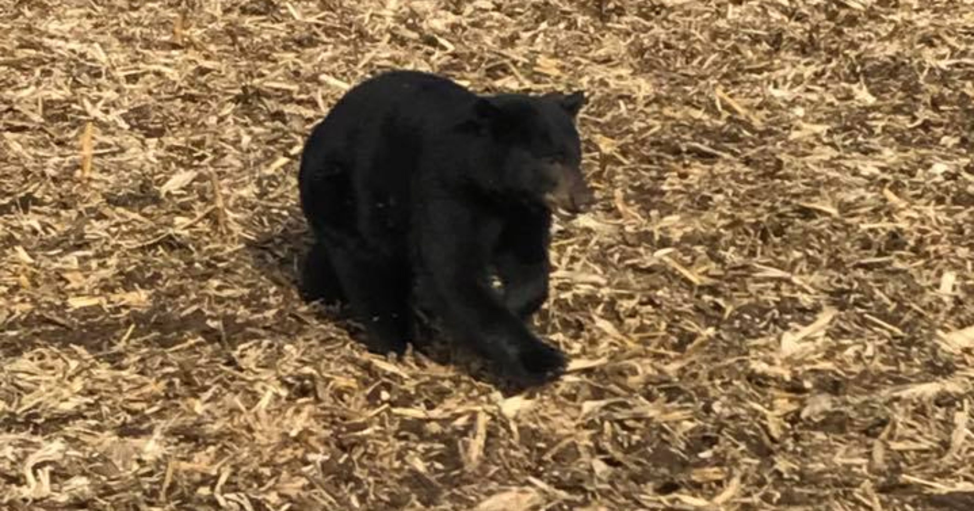 Black bear killed by van near Poweshiek County on I-80