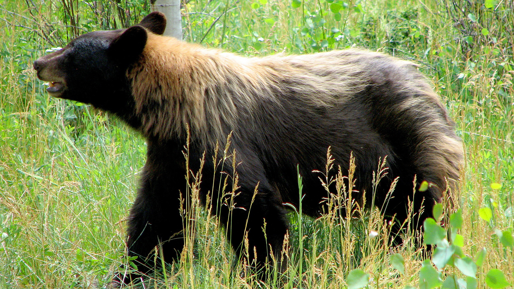 When Is a Black Bear Actually a Blue Bear? – Cool Green Science