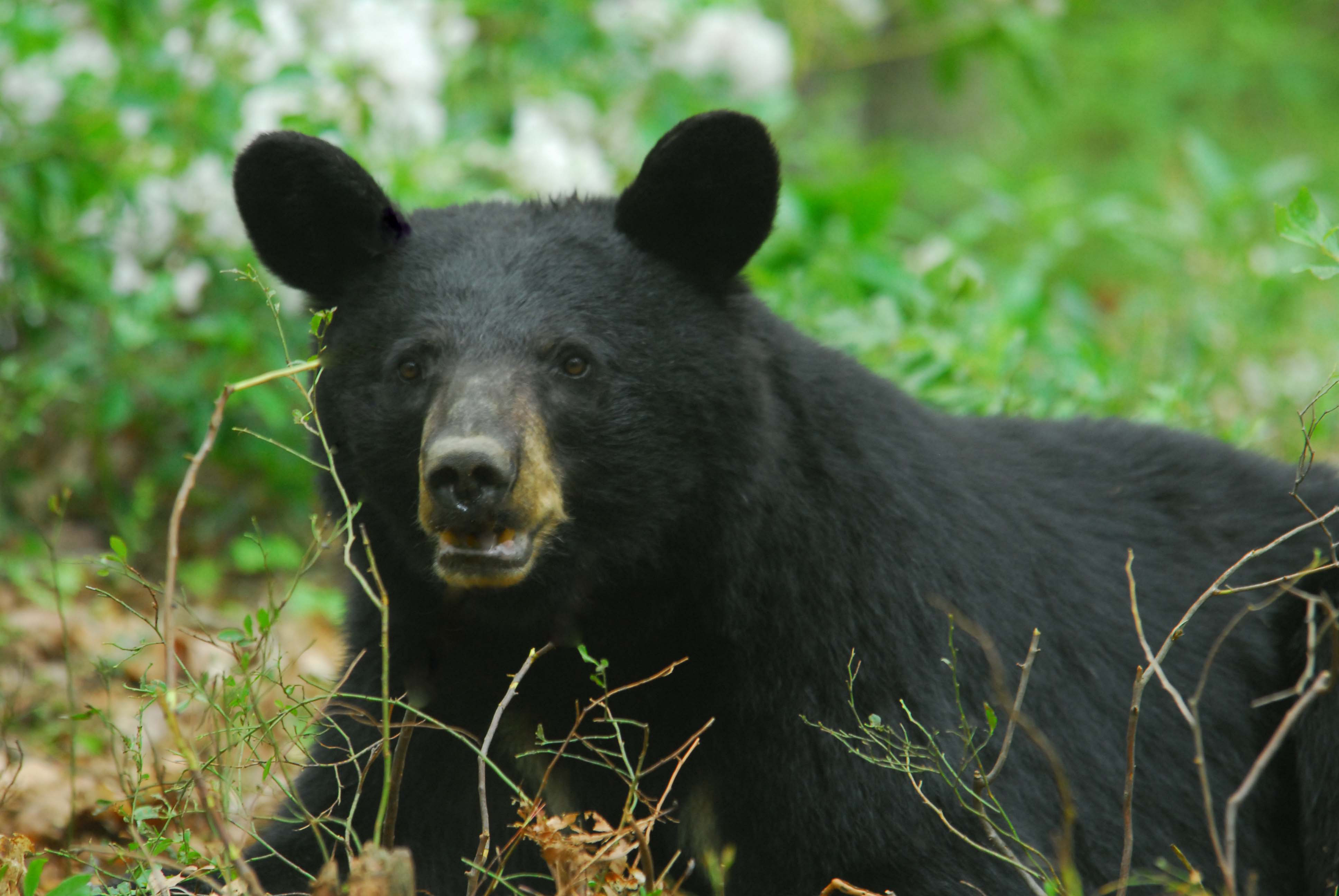 How to deal with problem Black bear in Pennsylvania | WildlifeHelp.org
