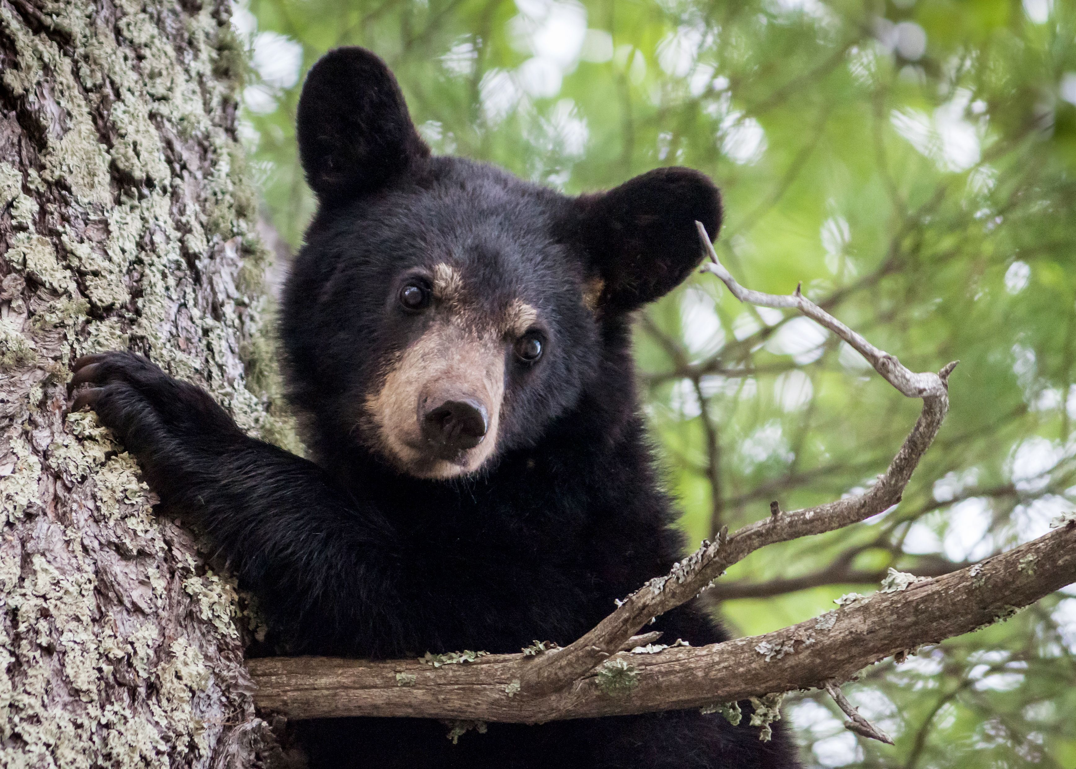 Southern Tier black bear population booming | WWLZ820AM