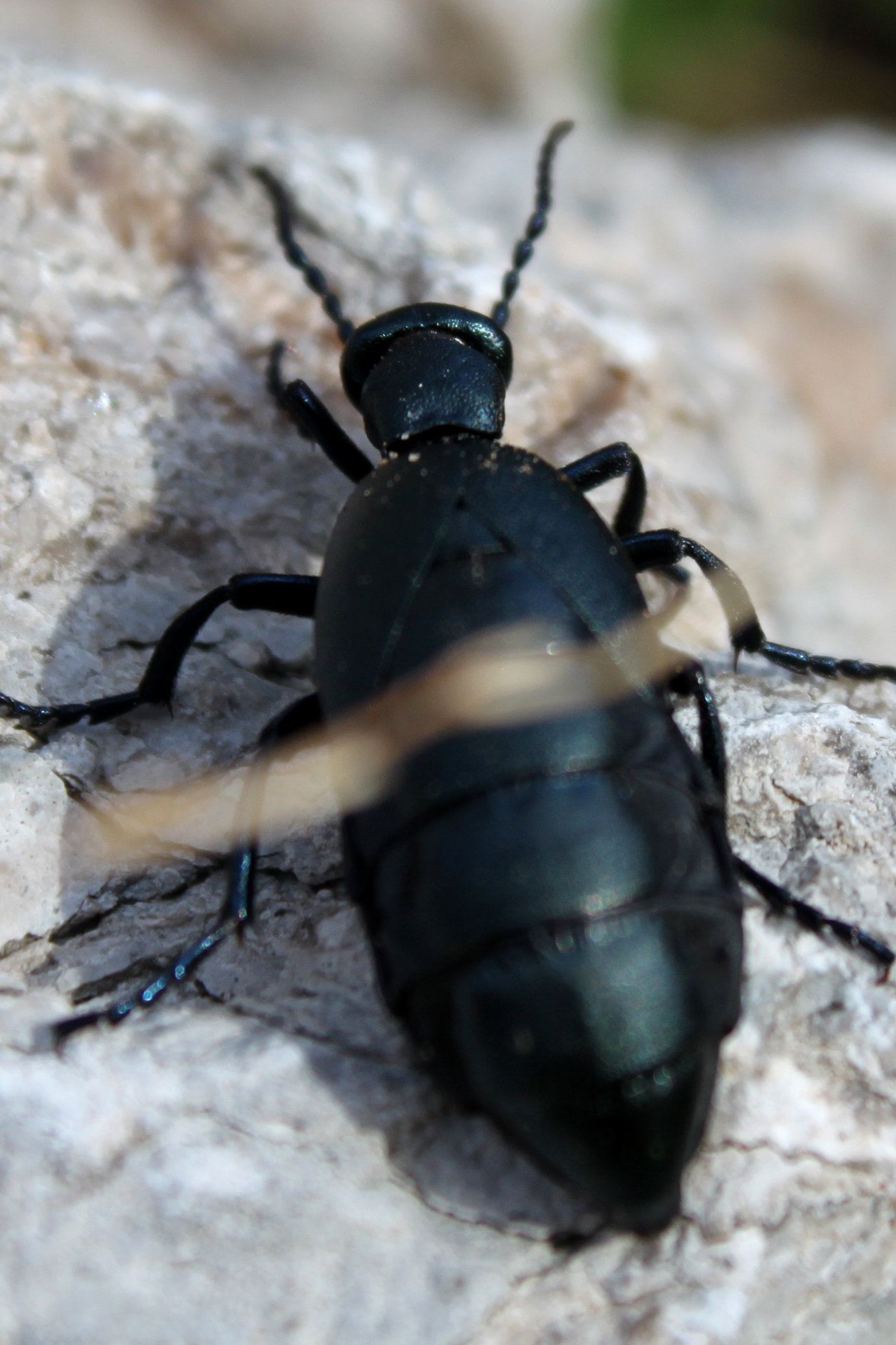Black beetle photo