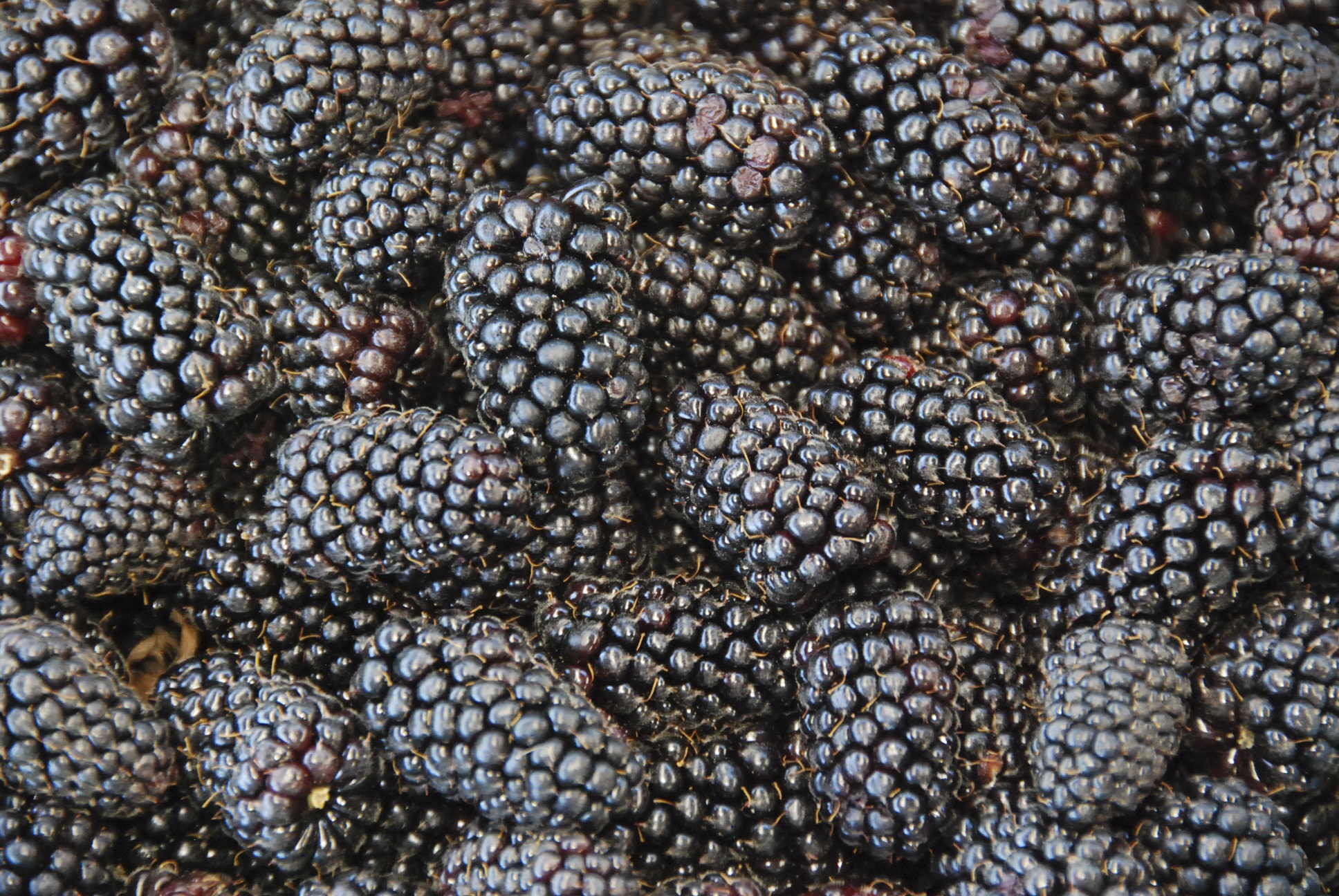 Black berries photo