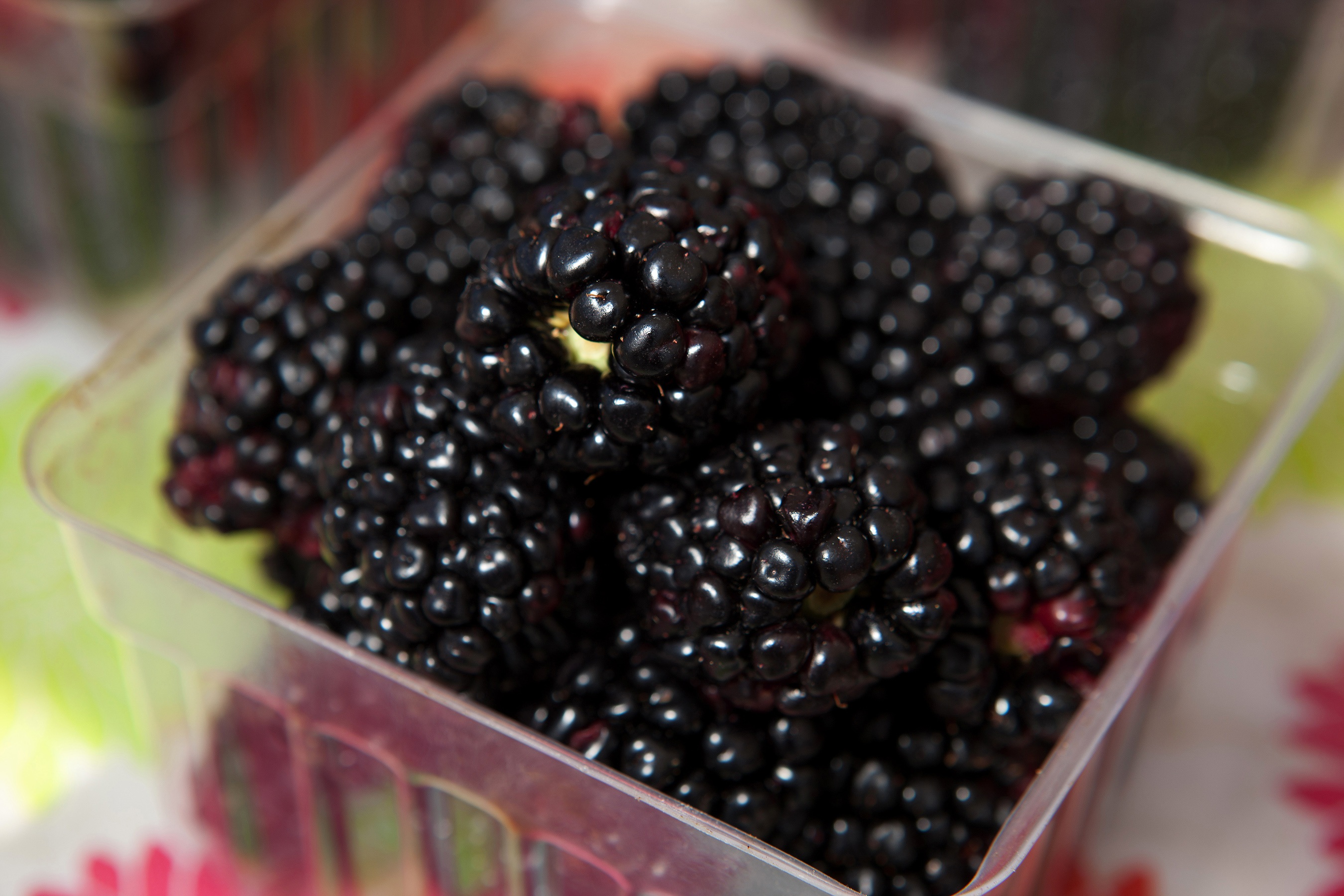 Black berries photo