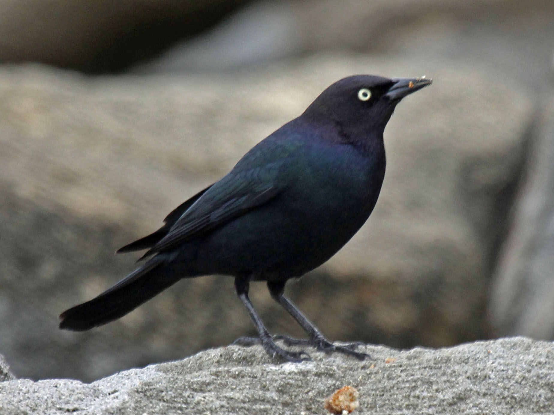 File:Brewer's Blackbird male RWD4.jpg - Wikimedia Commons