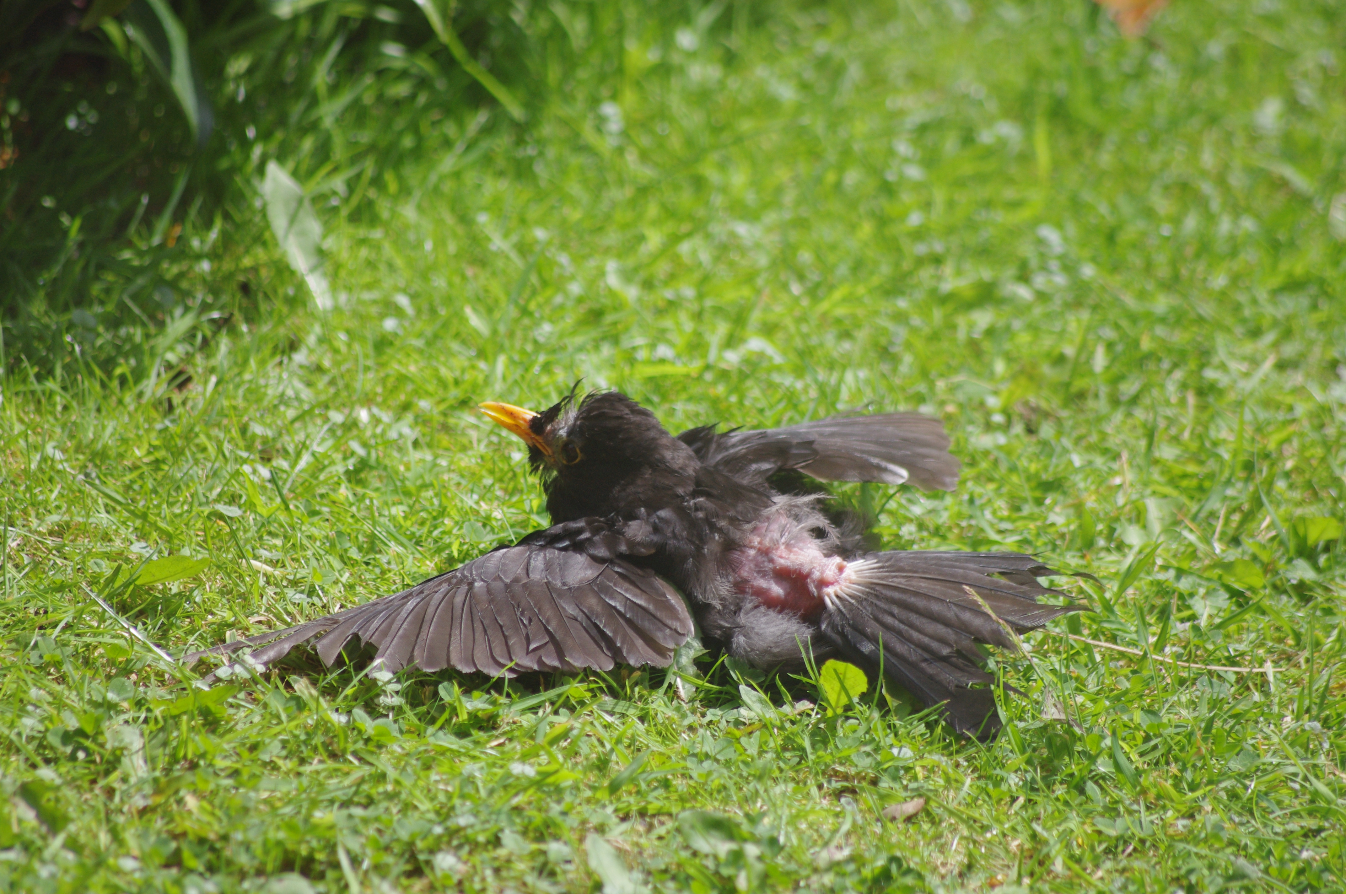 sunbathing blackbird - but normal moult or something sinister ...