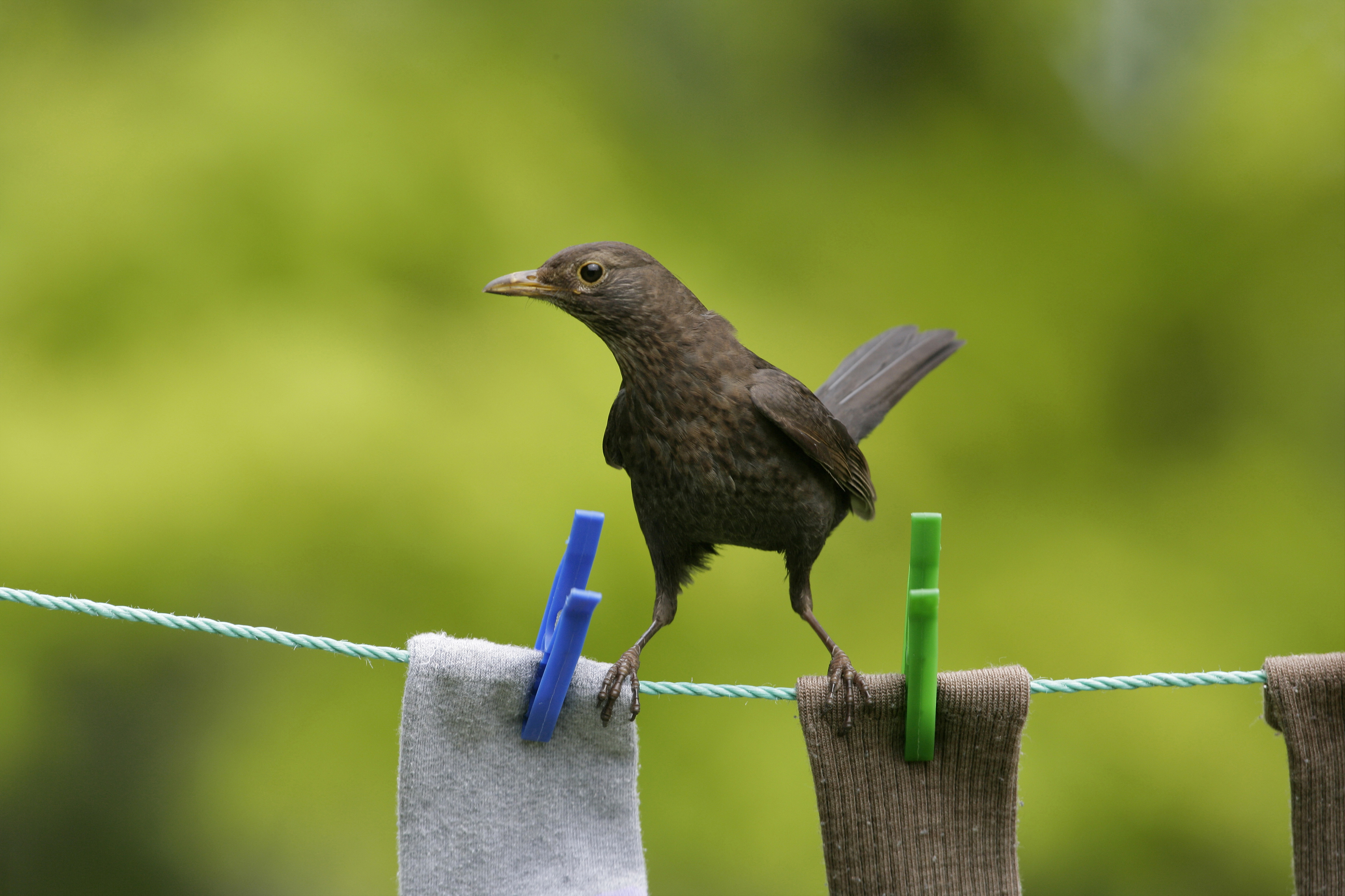 Blackbird Behaviour - The RSPB