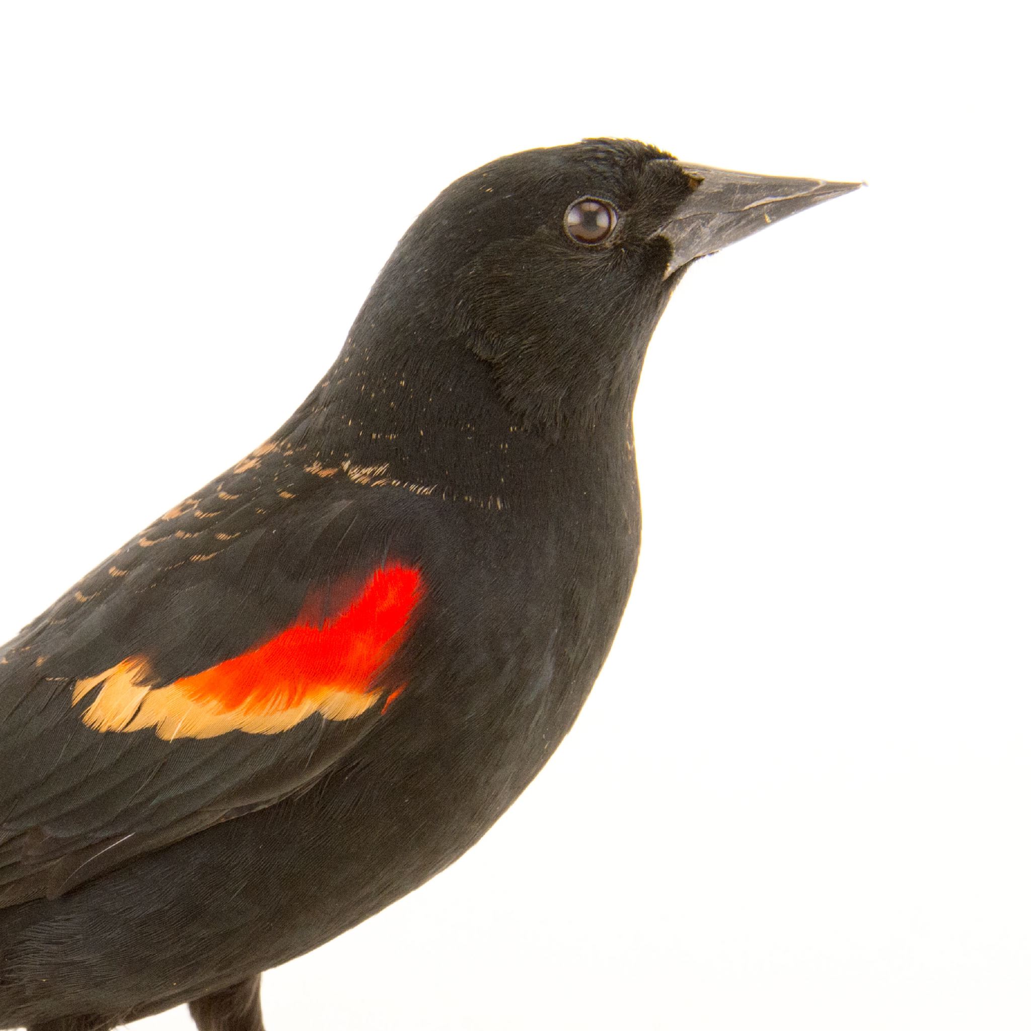 Red-Winged Blackbird | National Geographic