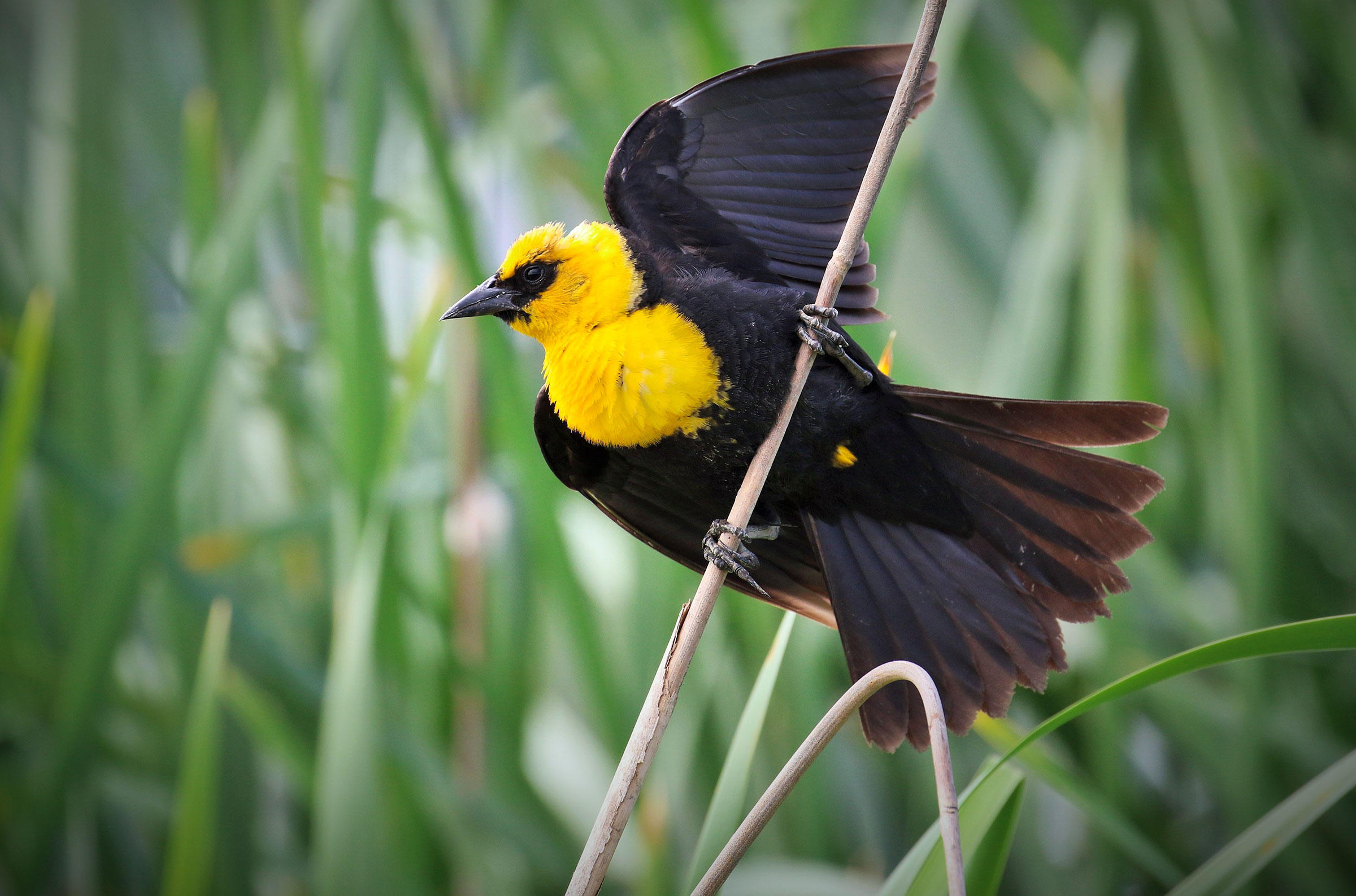 Yellow-headed Blackbird | Audubon Field Guide