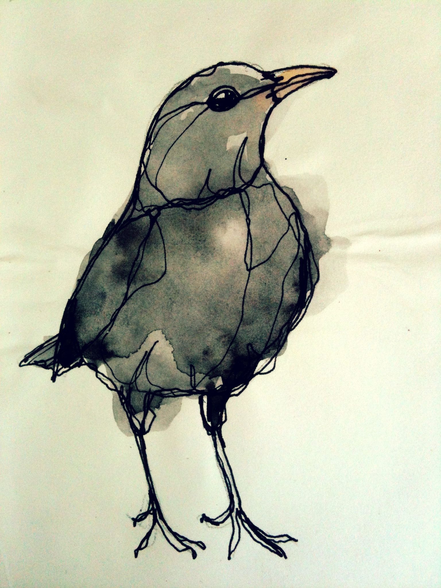 I like this picture of Blackbird because the body shape (proportion ...