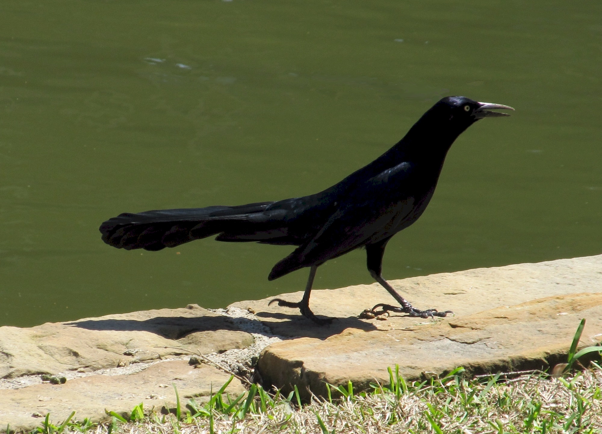 Black bird photo