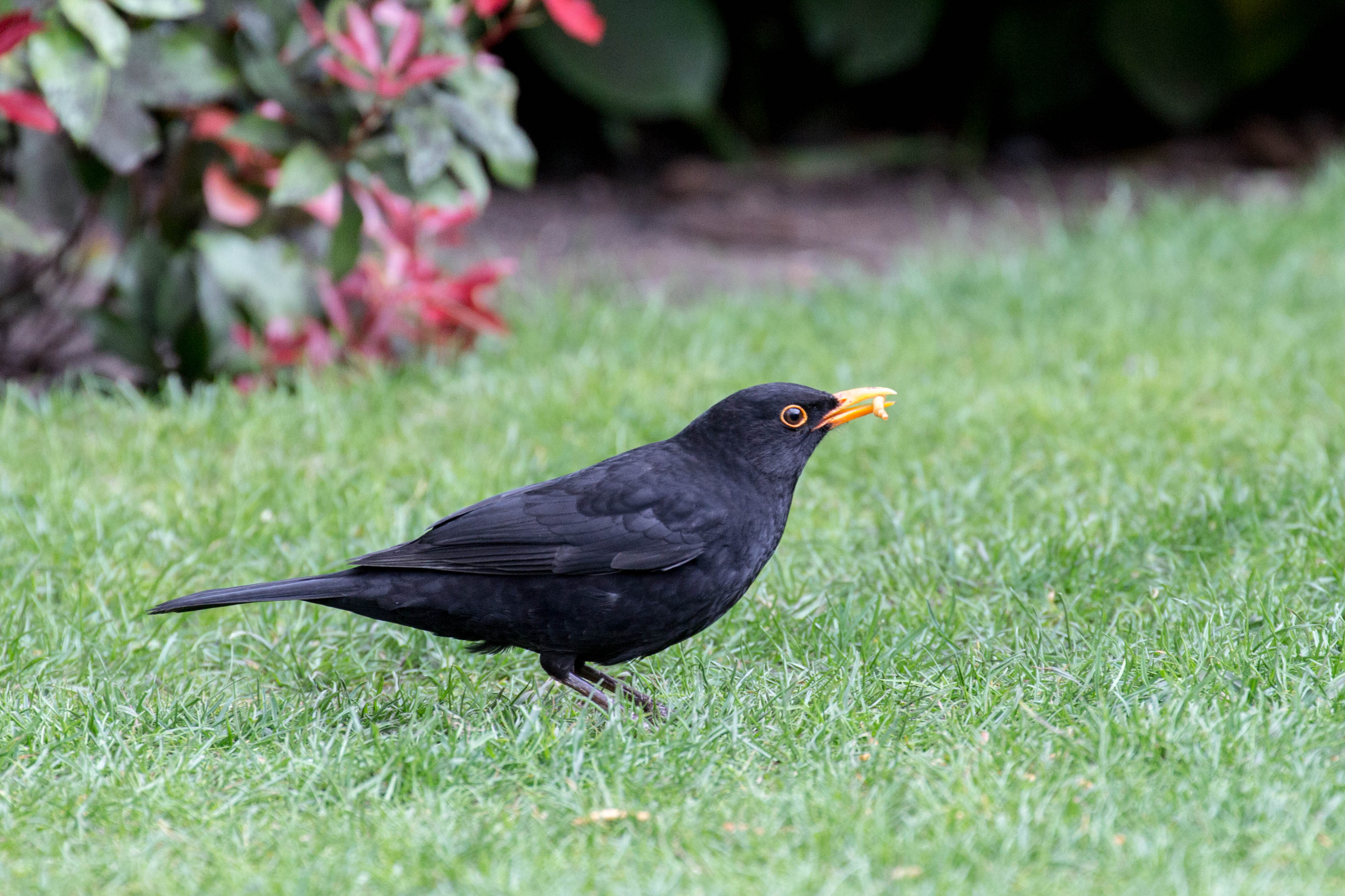 How many mealworms can a Blackbird collect ! - Wildlife in the ...