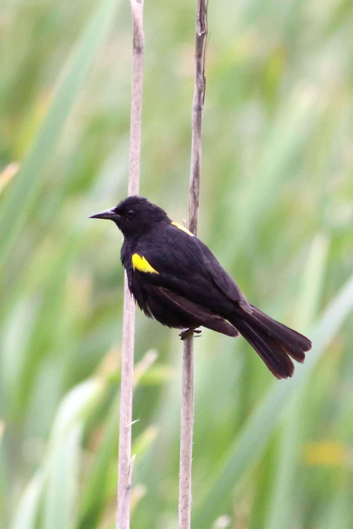 Yellow-winged blackbird - Wikipedia