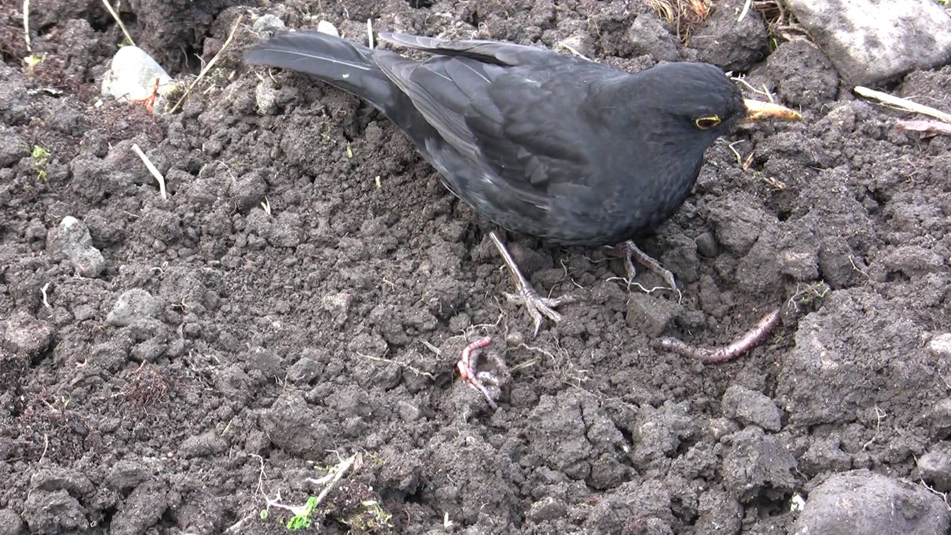 blackbird hunting worms - YouTube