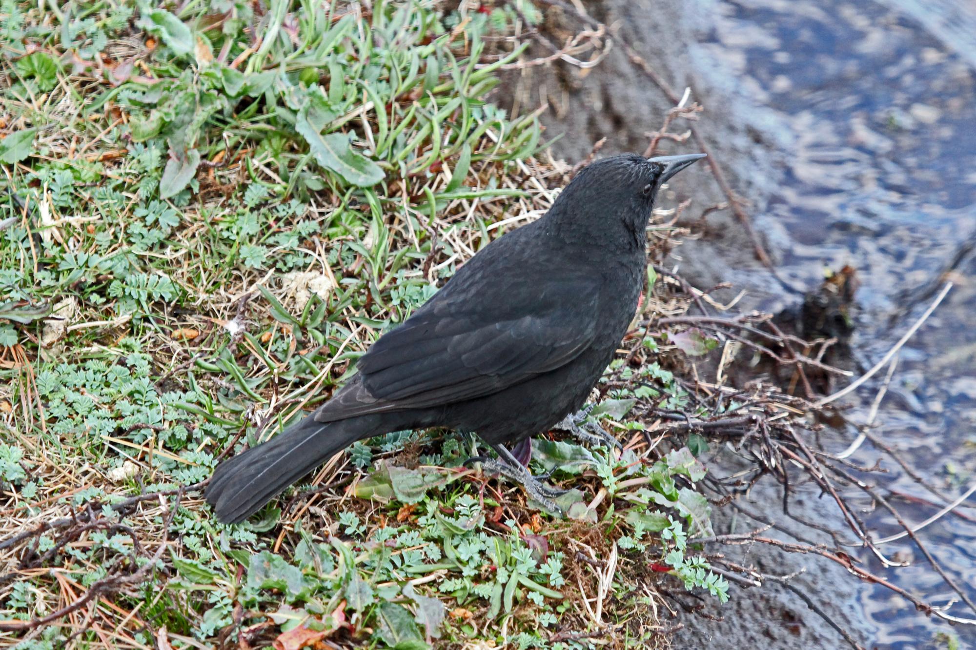 Austral Blackbird (Curaeus curaeus) Adult hunting in grass. | the ...