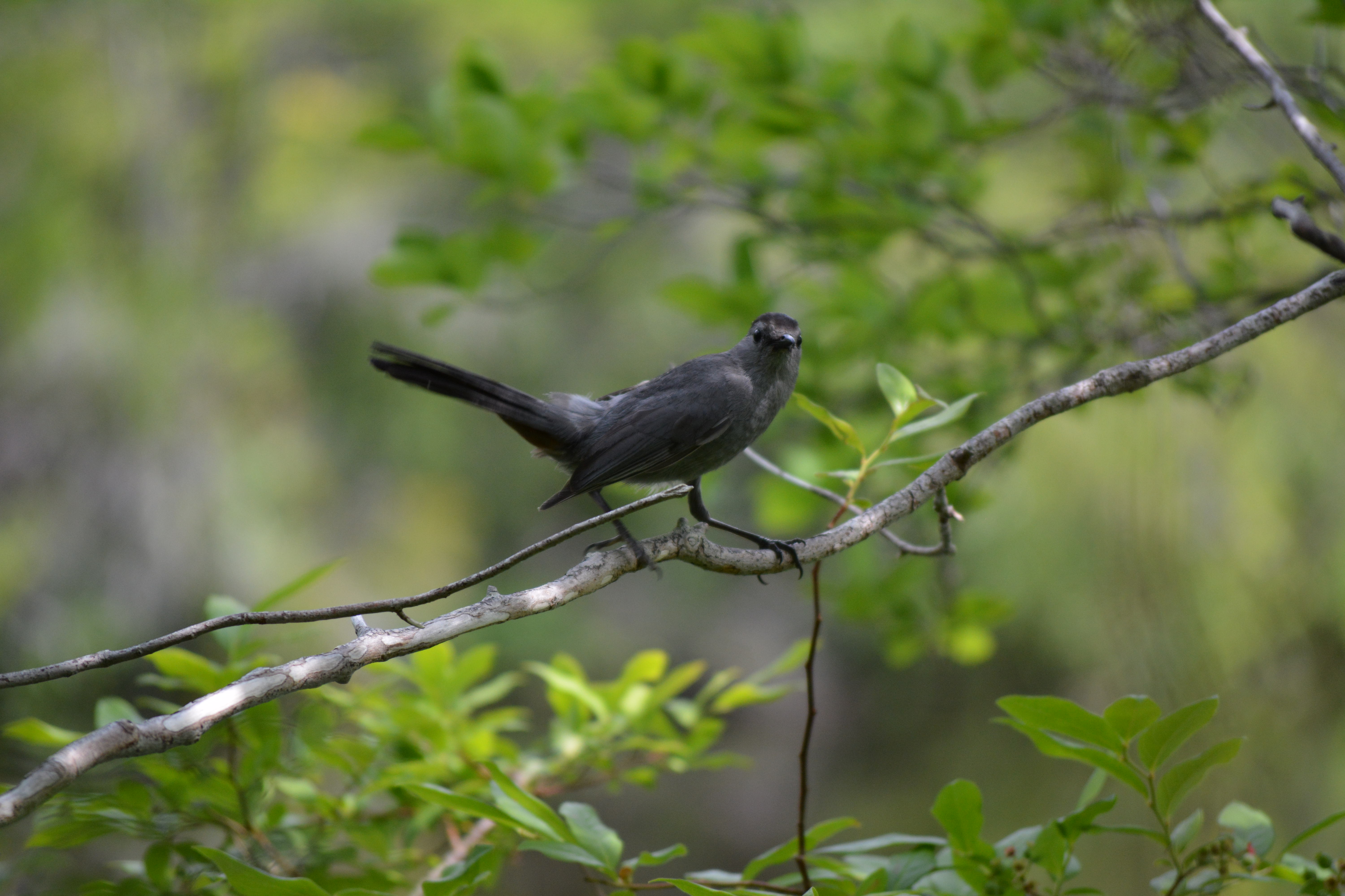 Black bird on a branch. photo