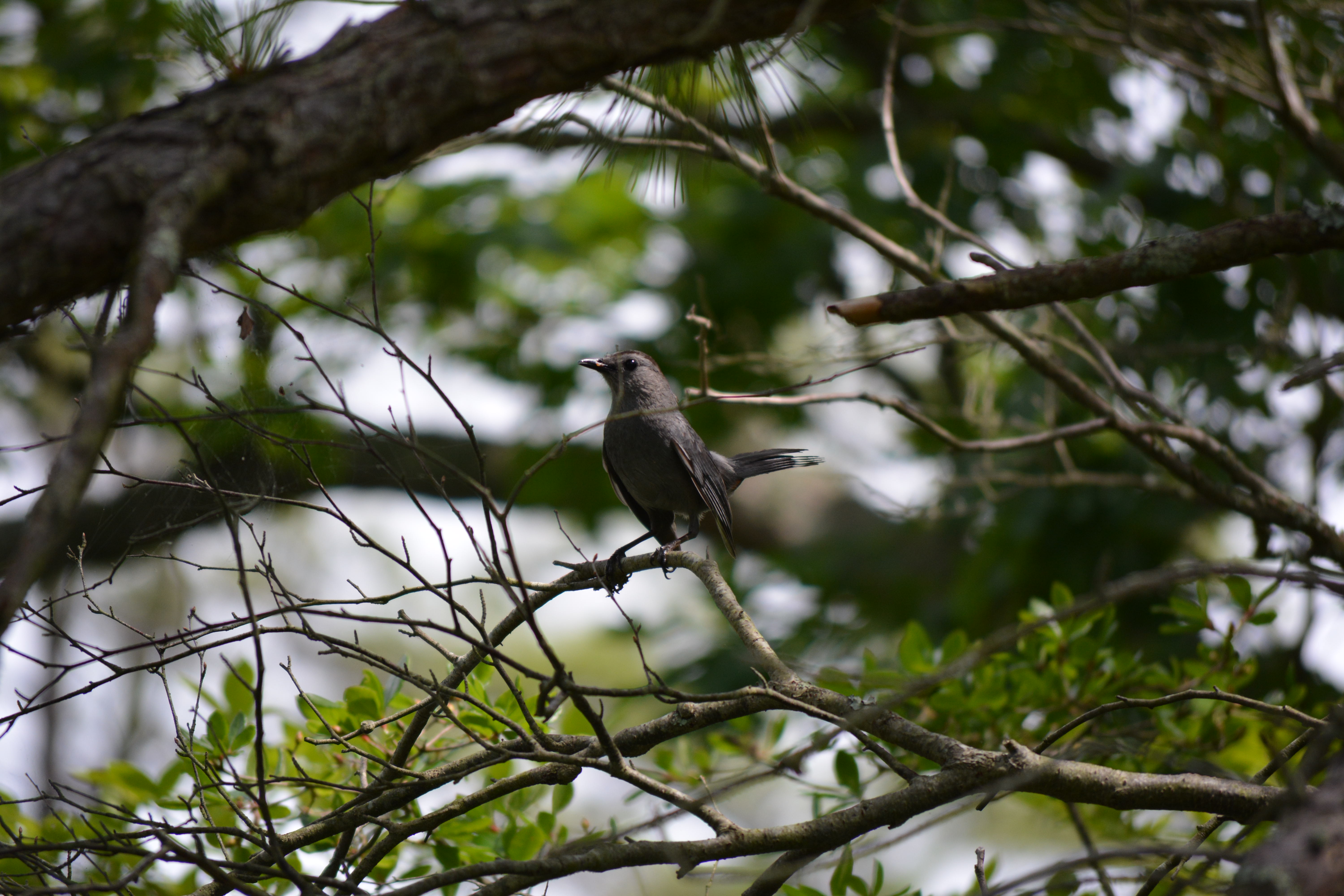 Black bird on a branch. photo