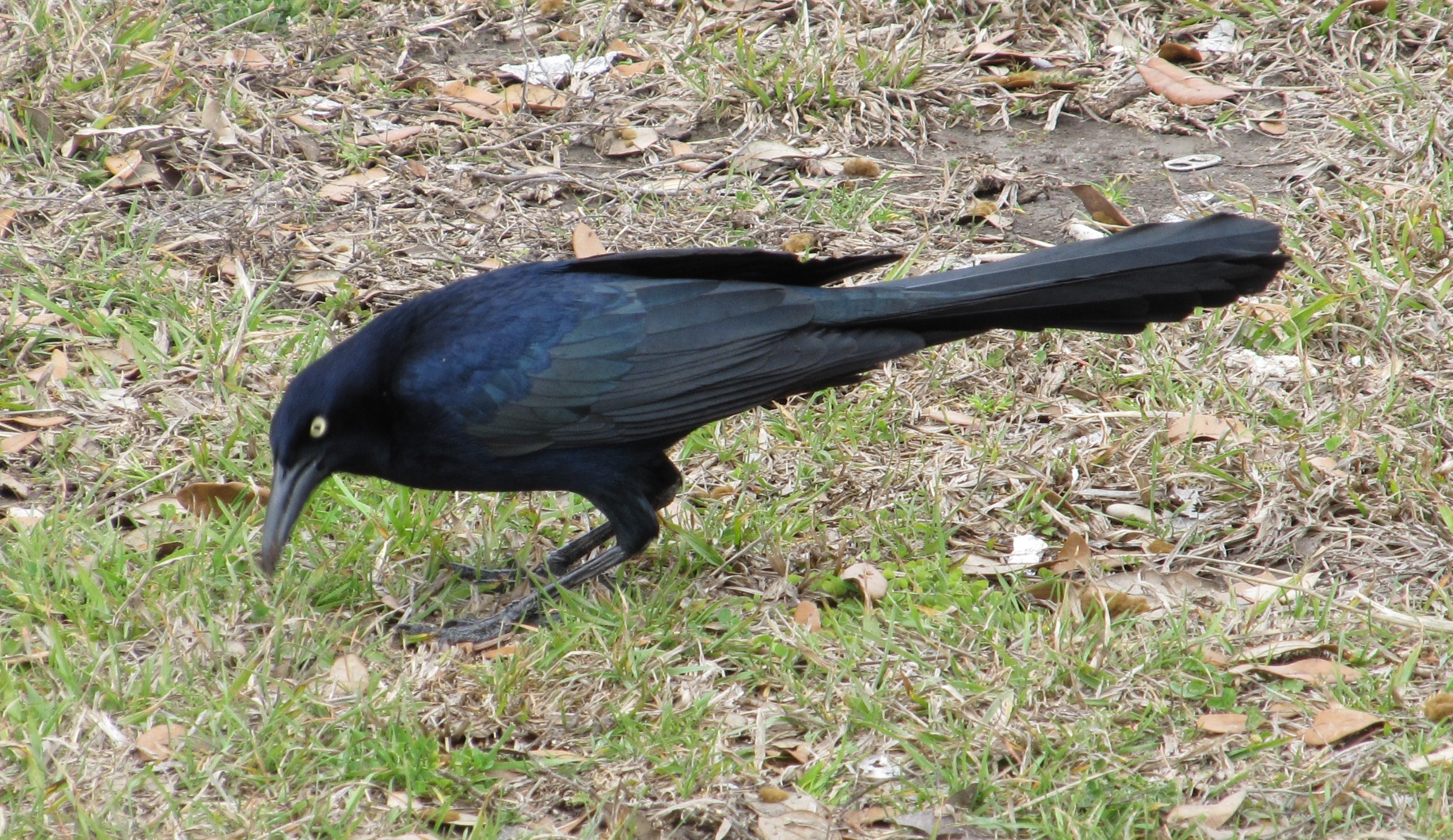Black bird on the grass photo