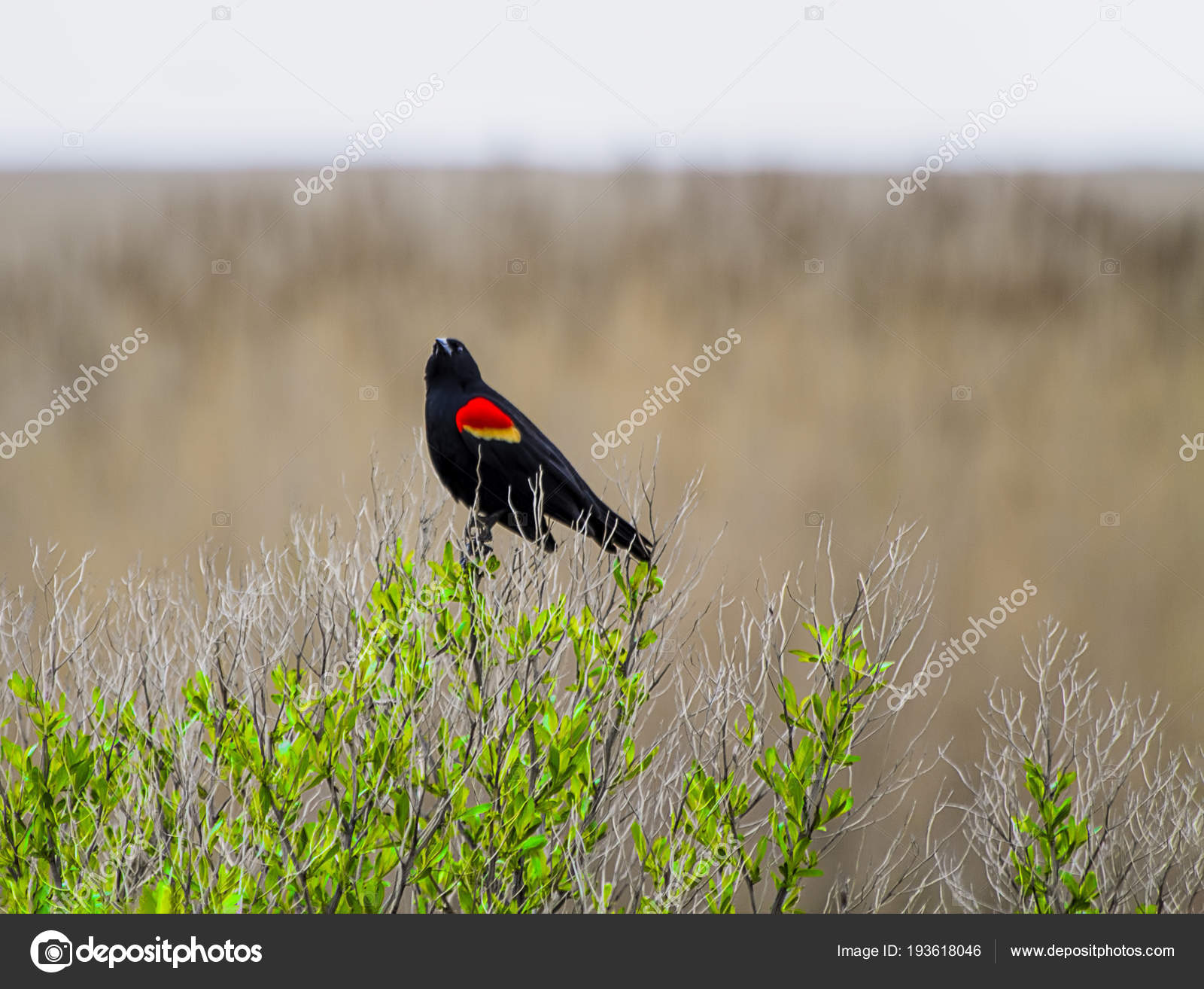 Black bird resting photo