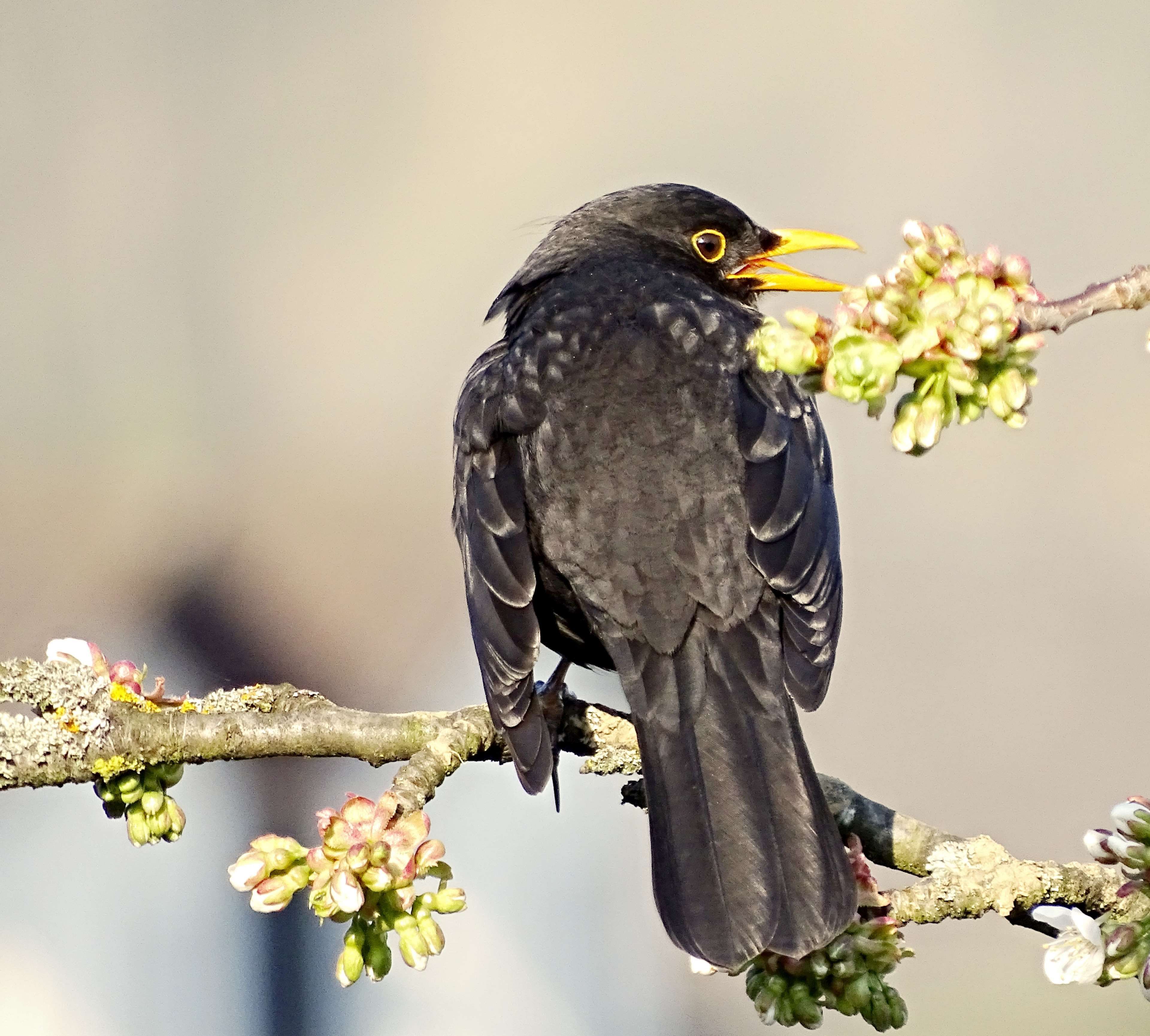 animal #bill #bird #black #blackbird #blackbird male #branch #cherry ...