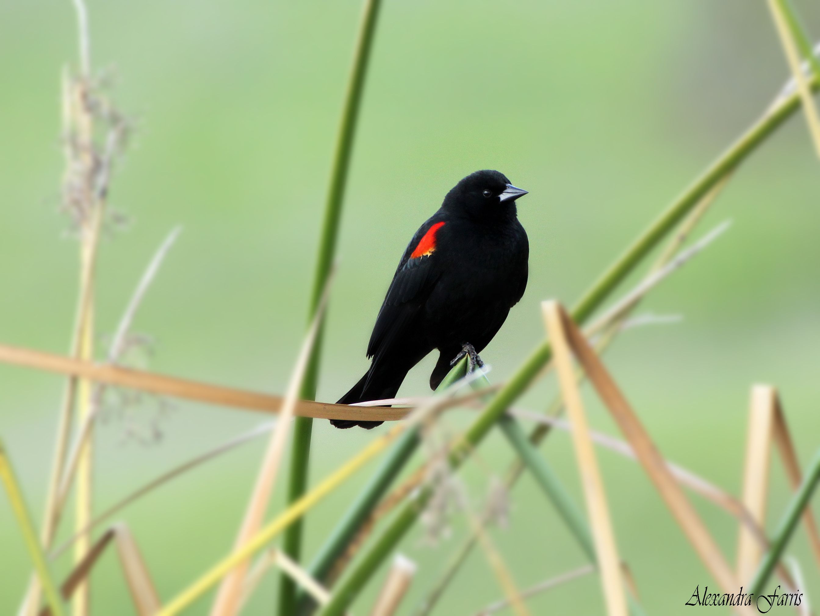 A Red-winged Blackbird (male) is resting on a reed. | birds ...