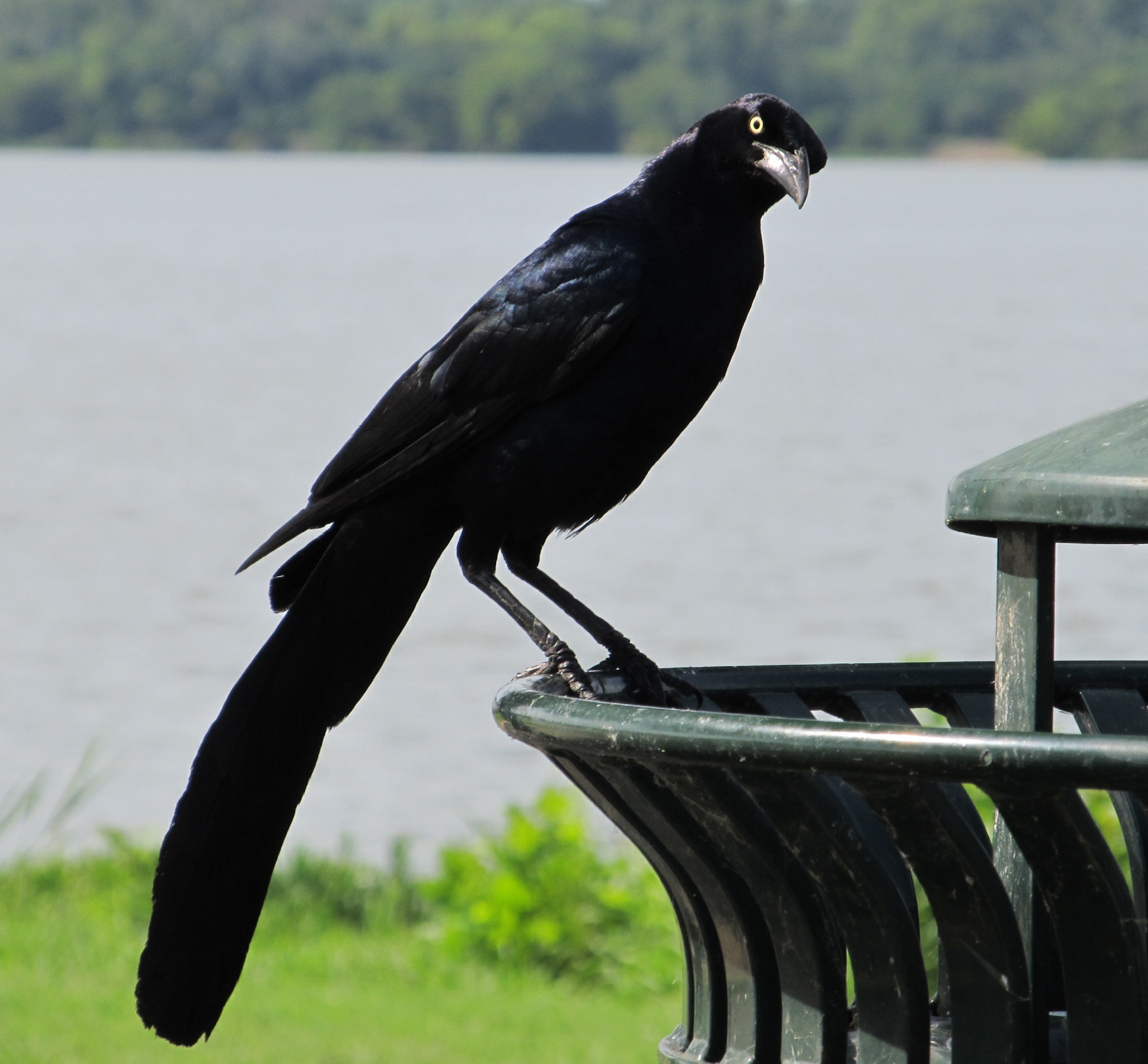 Огромные черные птицы. Новокаледонский ворон. Белоклювый ворон. Новокаледонская ворона. Бангайский ворон.