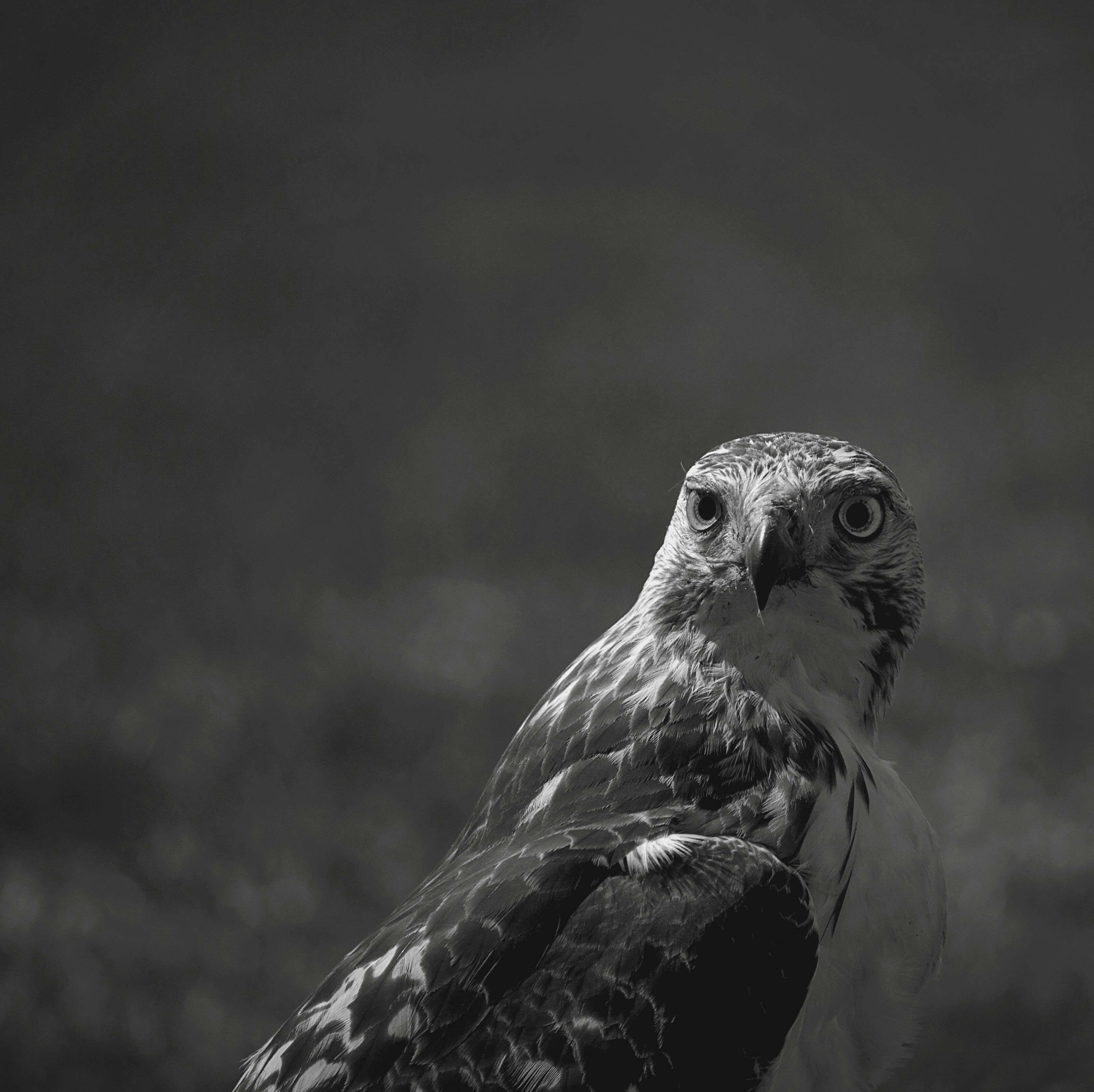 animal #beak #bird #black and white #feathers #hawk #staring ...
