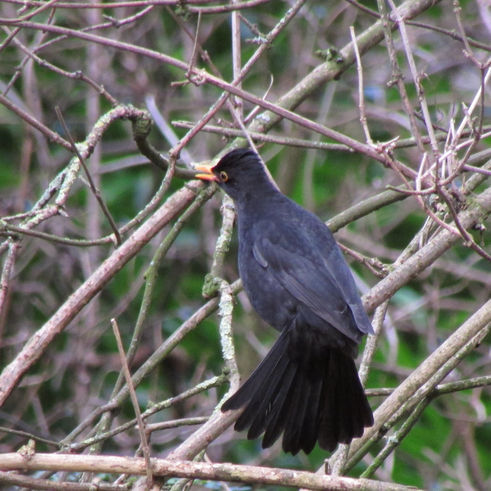 The Rattling Crow: Male Blackbird courtship display