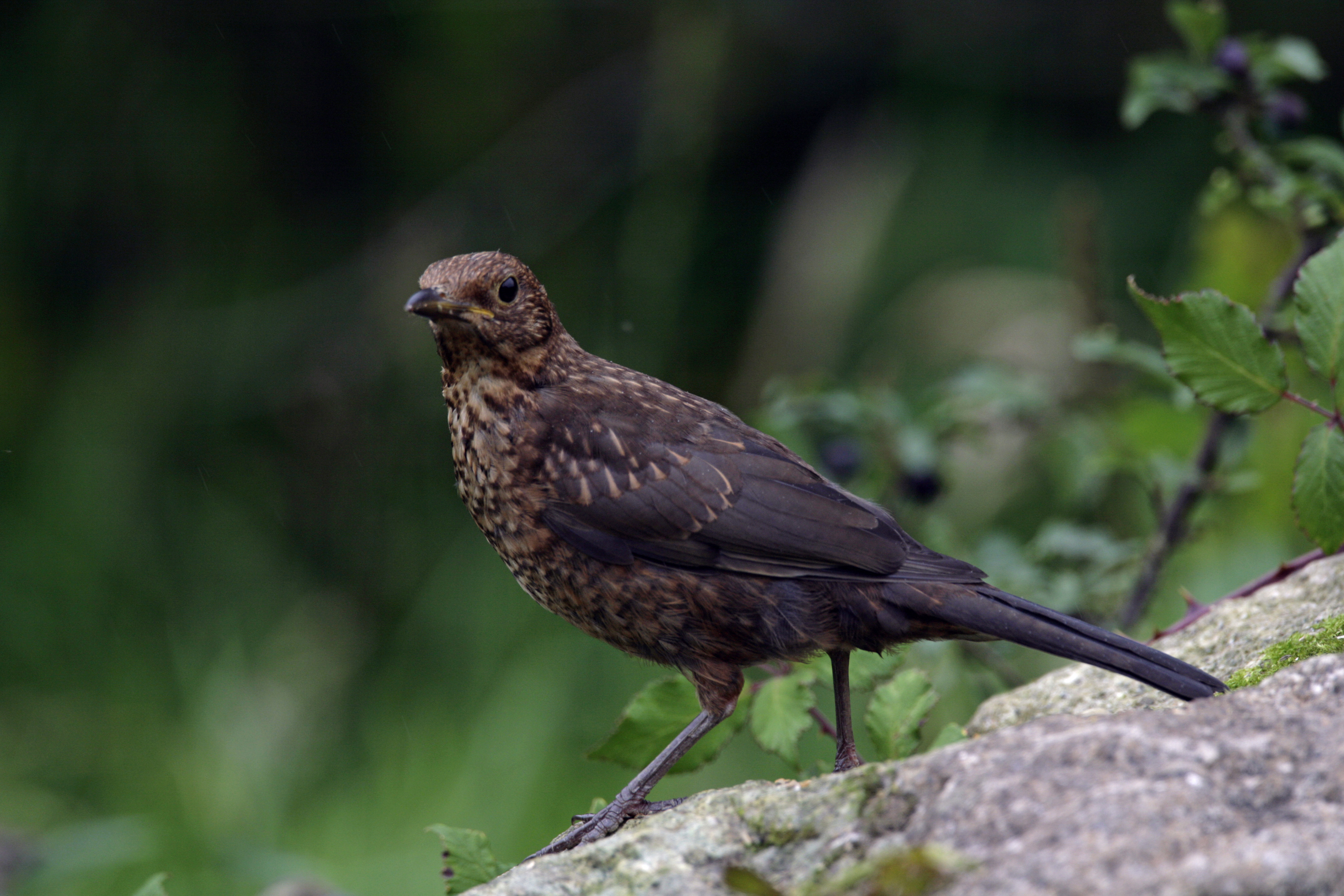 Male blackbird photo
