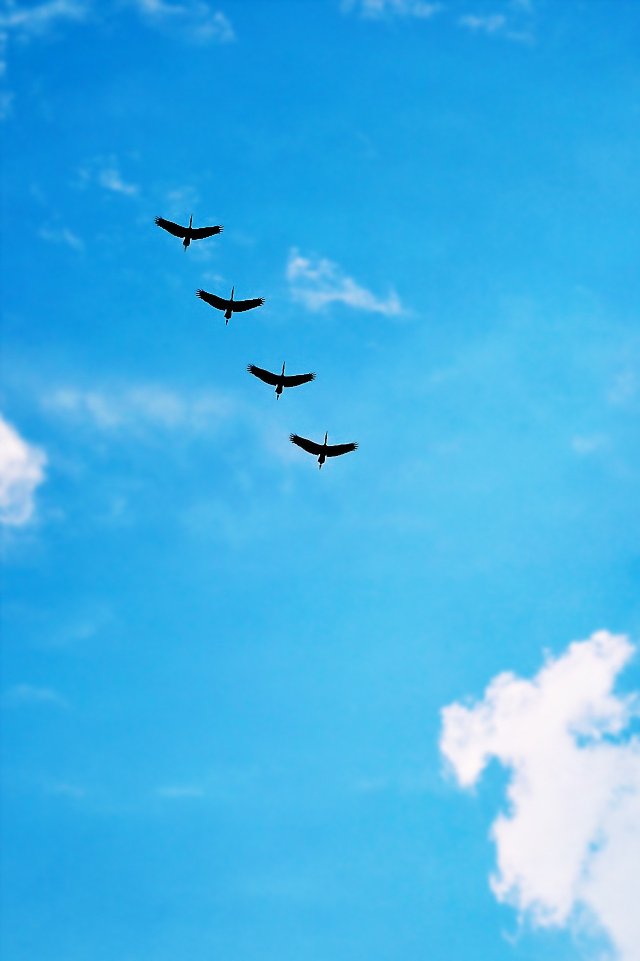 Black bird under blue calm sky during daytime photo