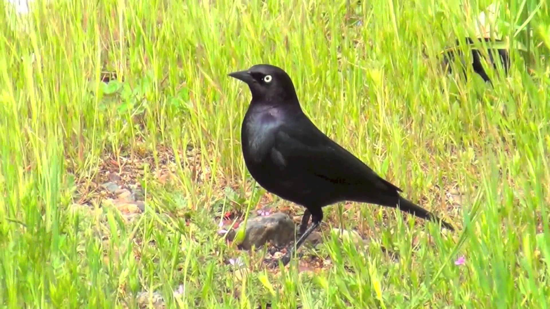 Wild Carrion Crow - Black Bird - YouTube