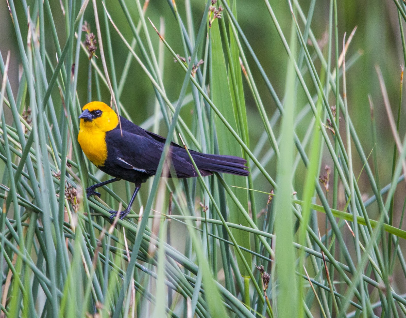 Yellow-headed Black Bird | Walking Arizona