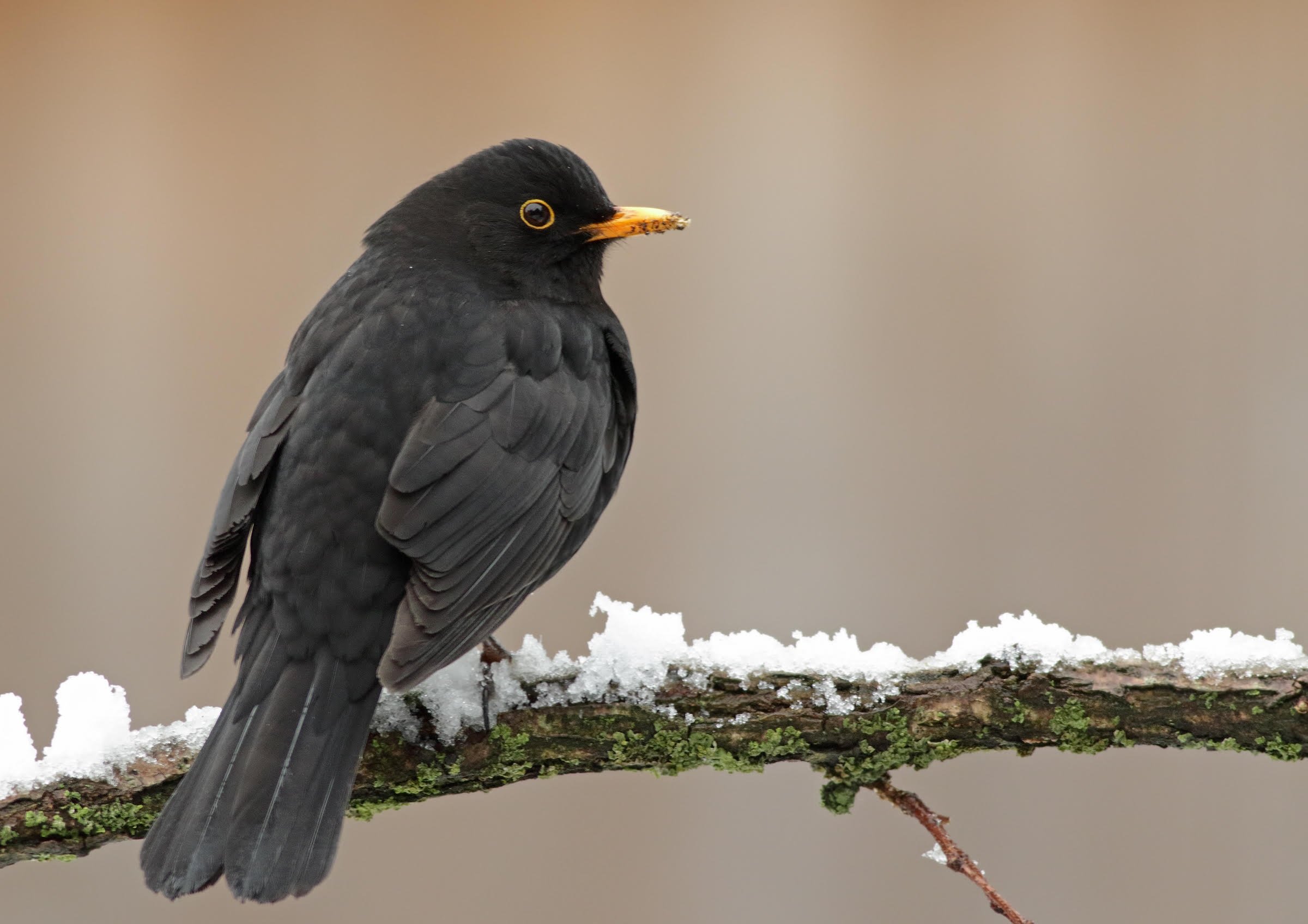 City-dwelling blackbirds have poorer measures of health