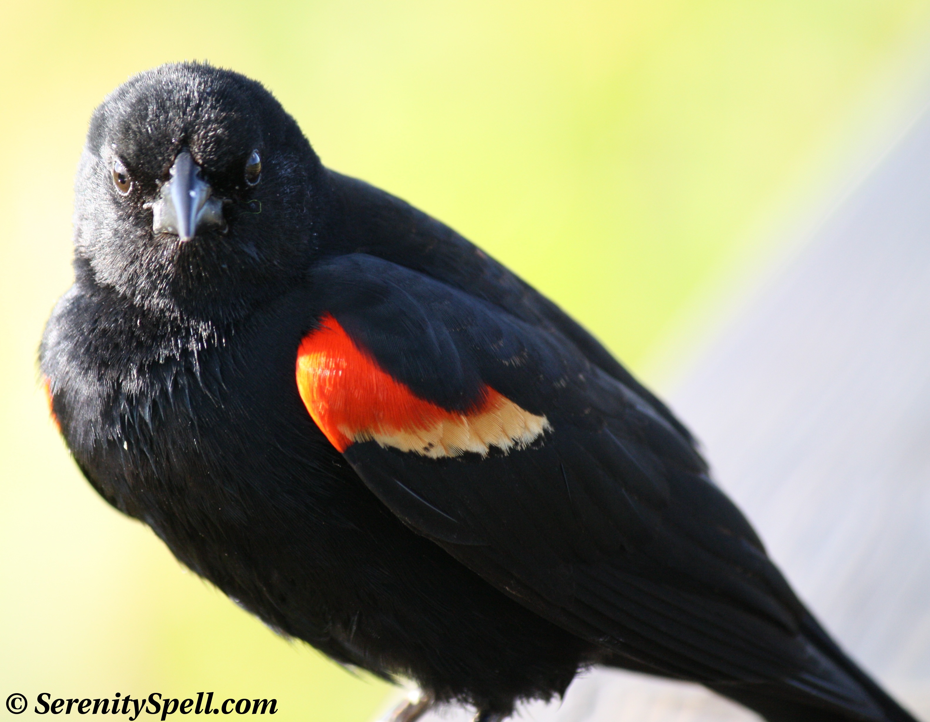 Red winged blackbird photo