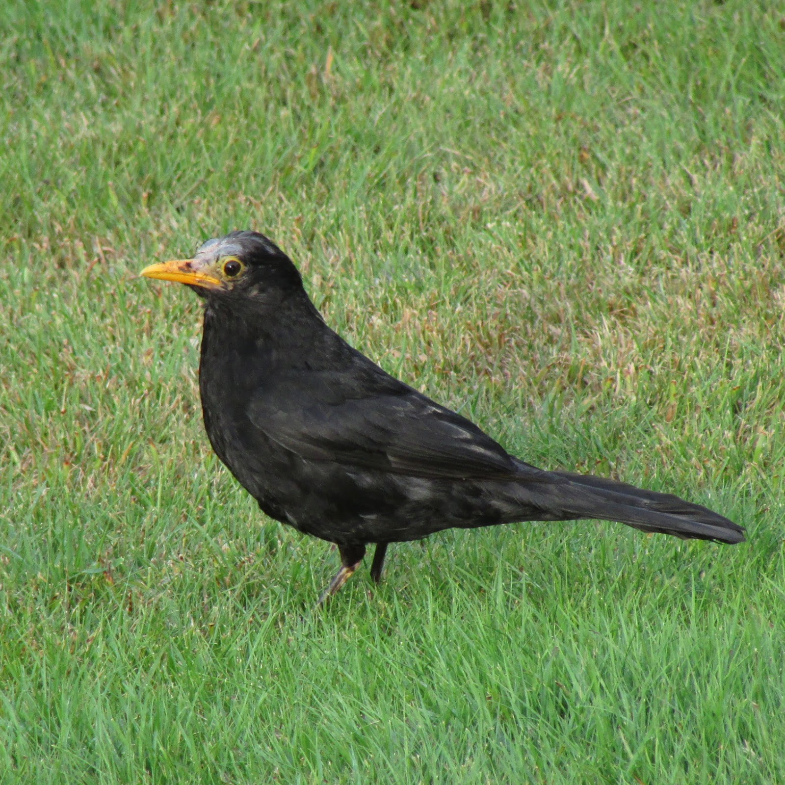 The Rattling Crow: Bald Blackbirds