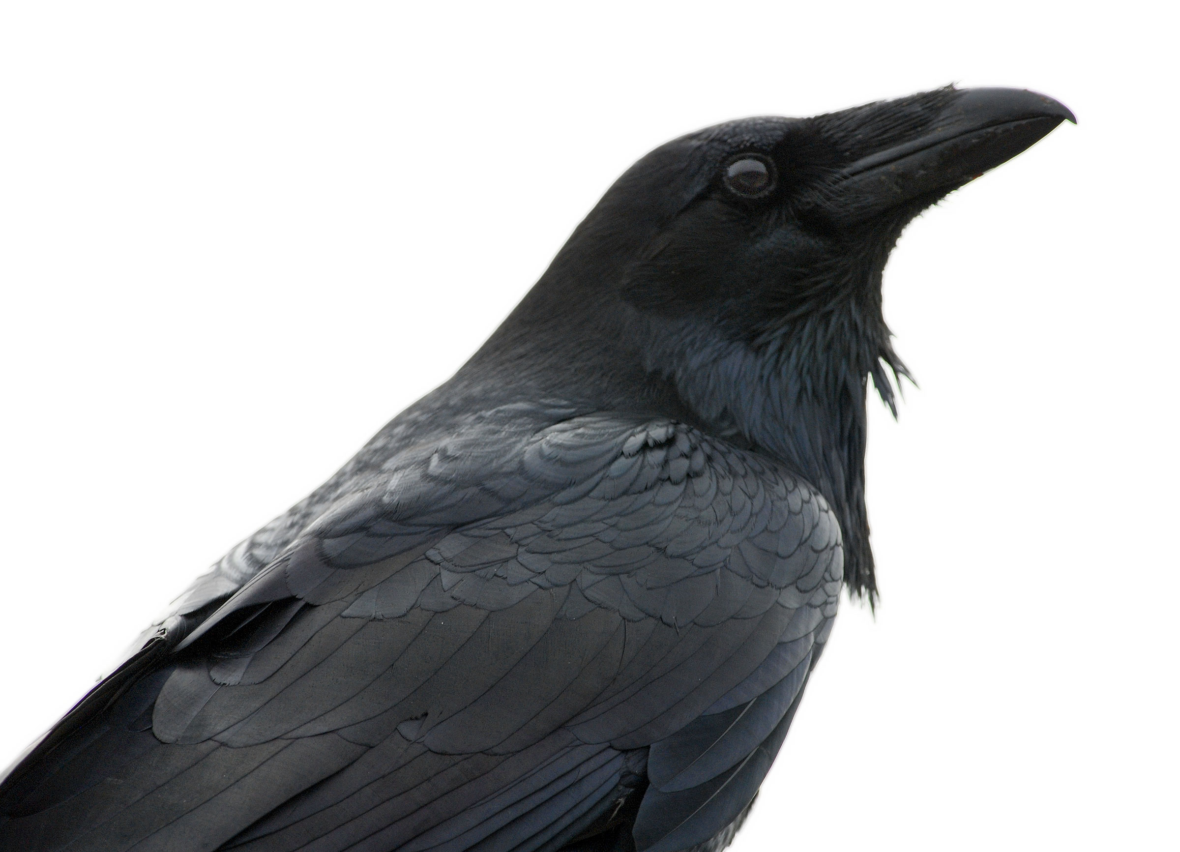 Black crow photo