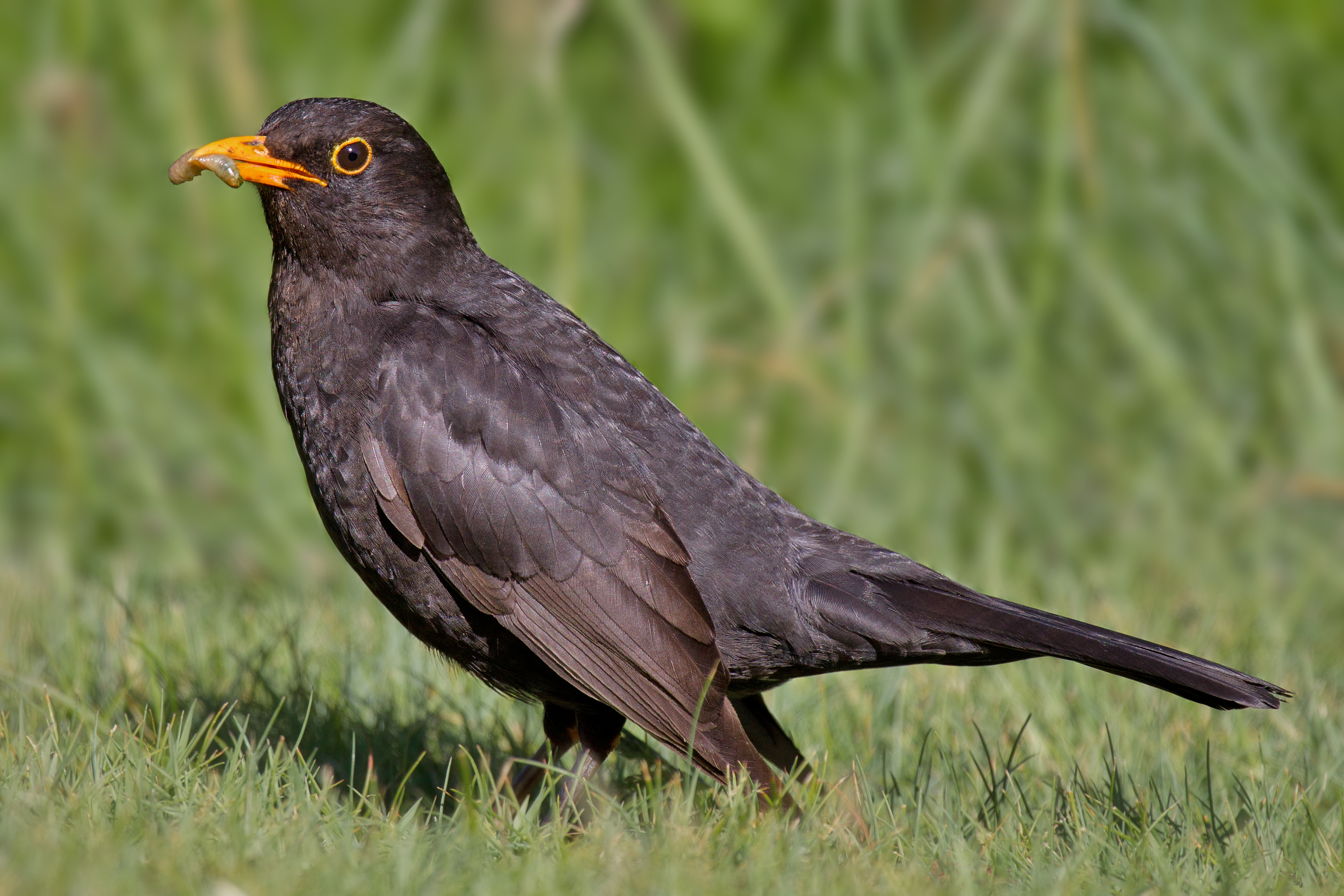 Common blackbird - Wikiwand