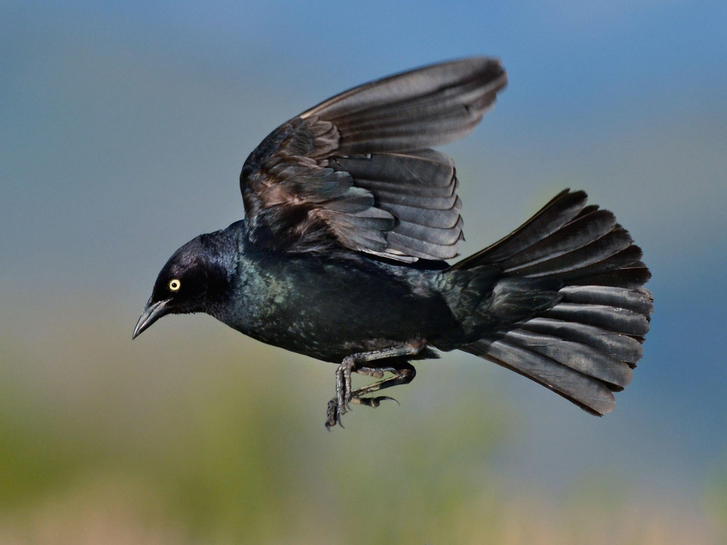 Brewer's Blackbird | Audubon Field Guide