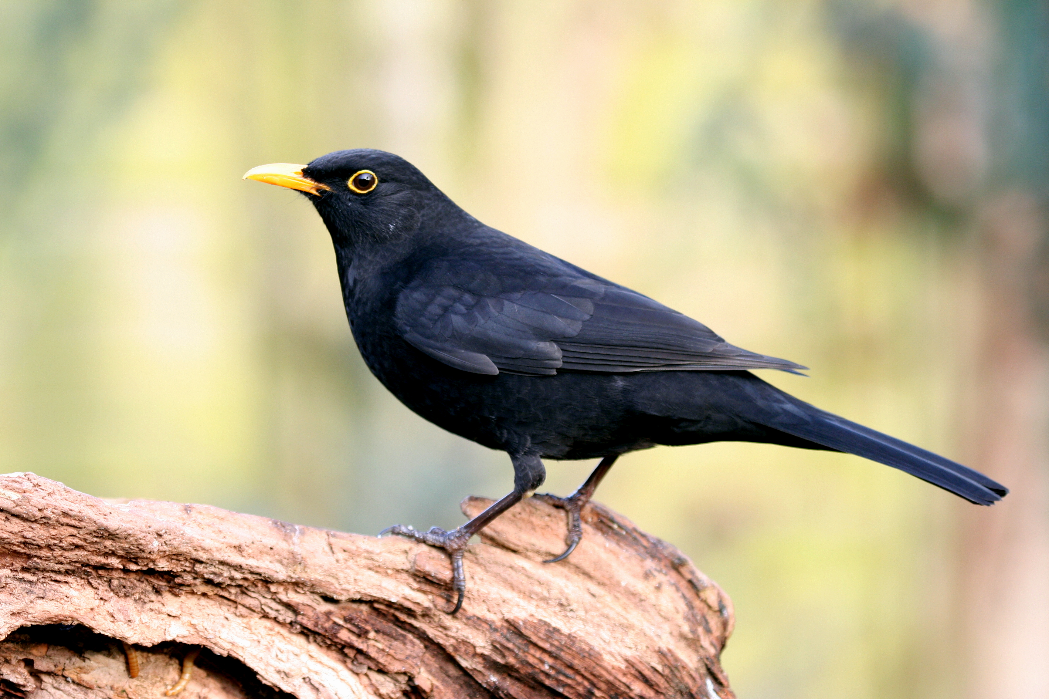 The Blackbirds Quiet Song – Maurice's Wildlife Garden and Birds