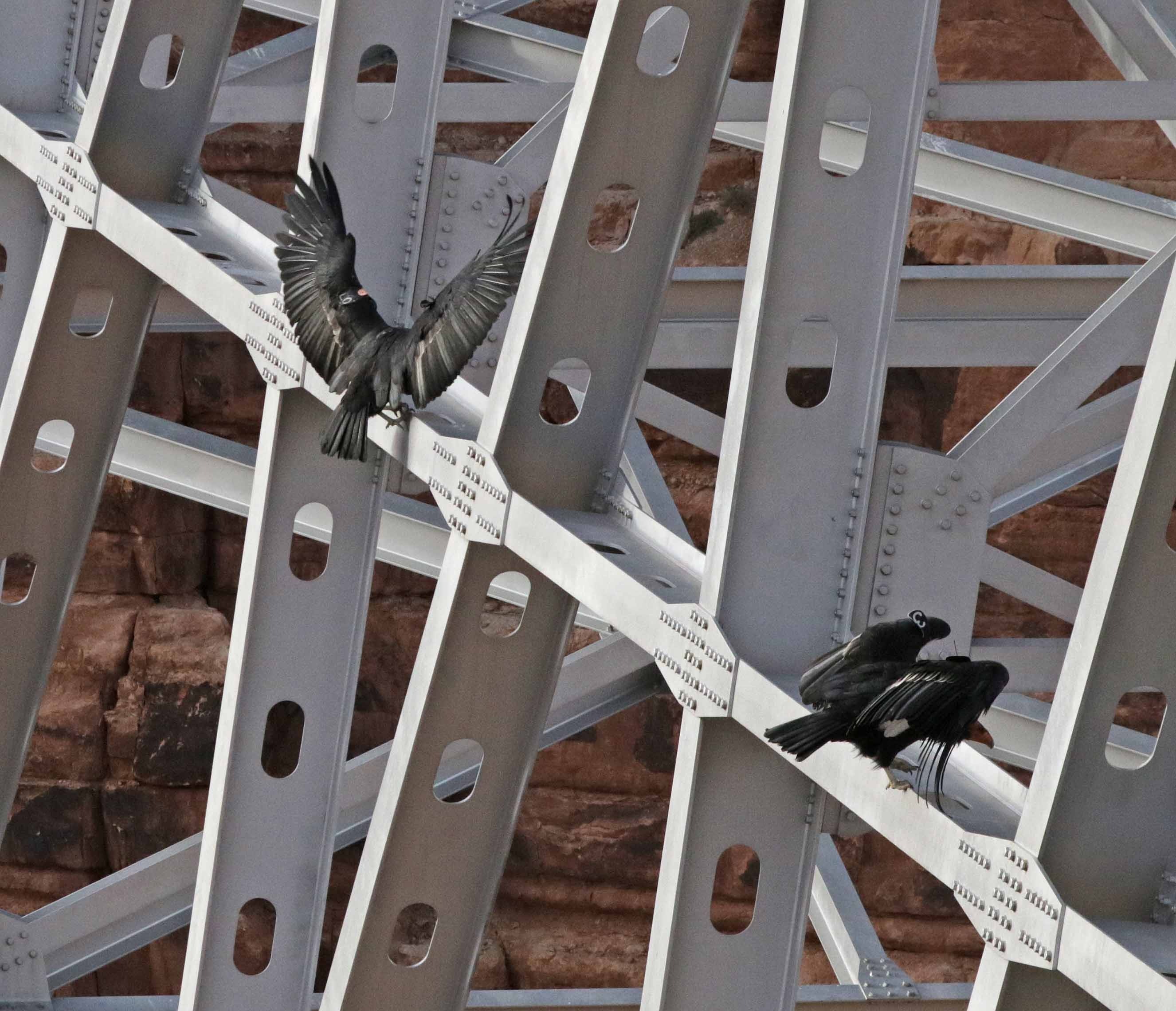 Black birds on scaffolding photo