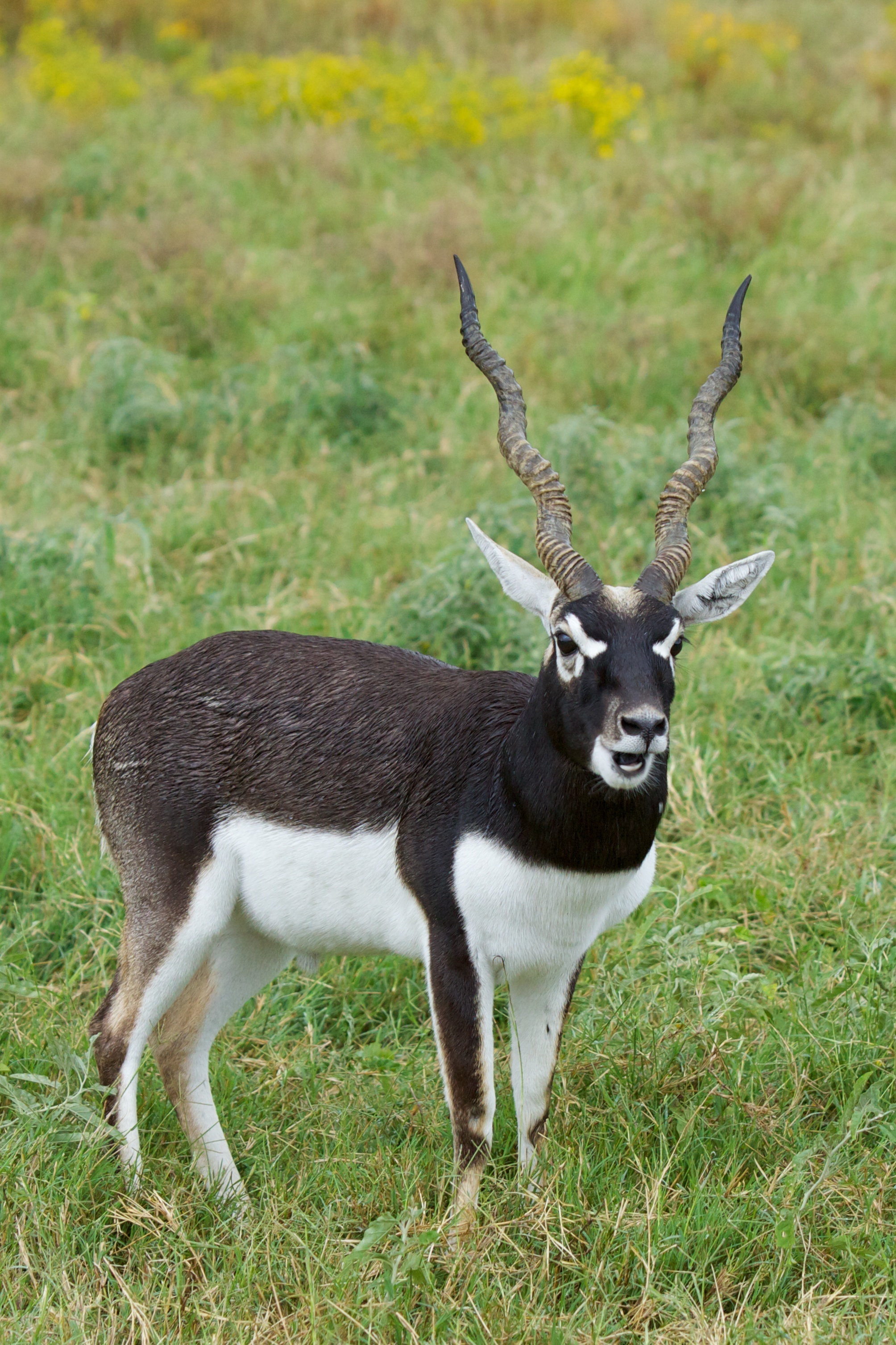 Blackbuck Facts, History, Useful Information and Amazing Pictures