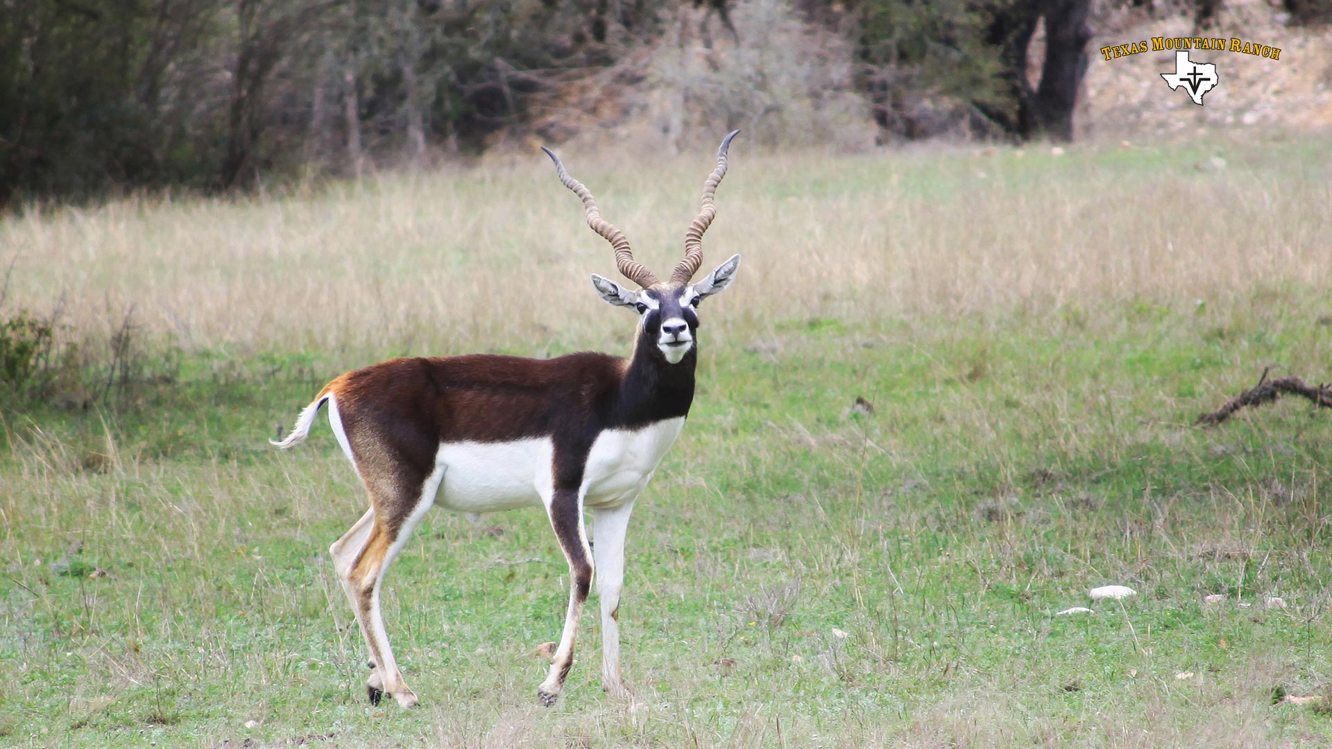 TEXAS MOUNTAIN RANCH | Blackbuck Antelope Hunts