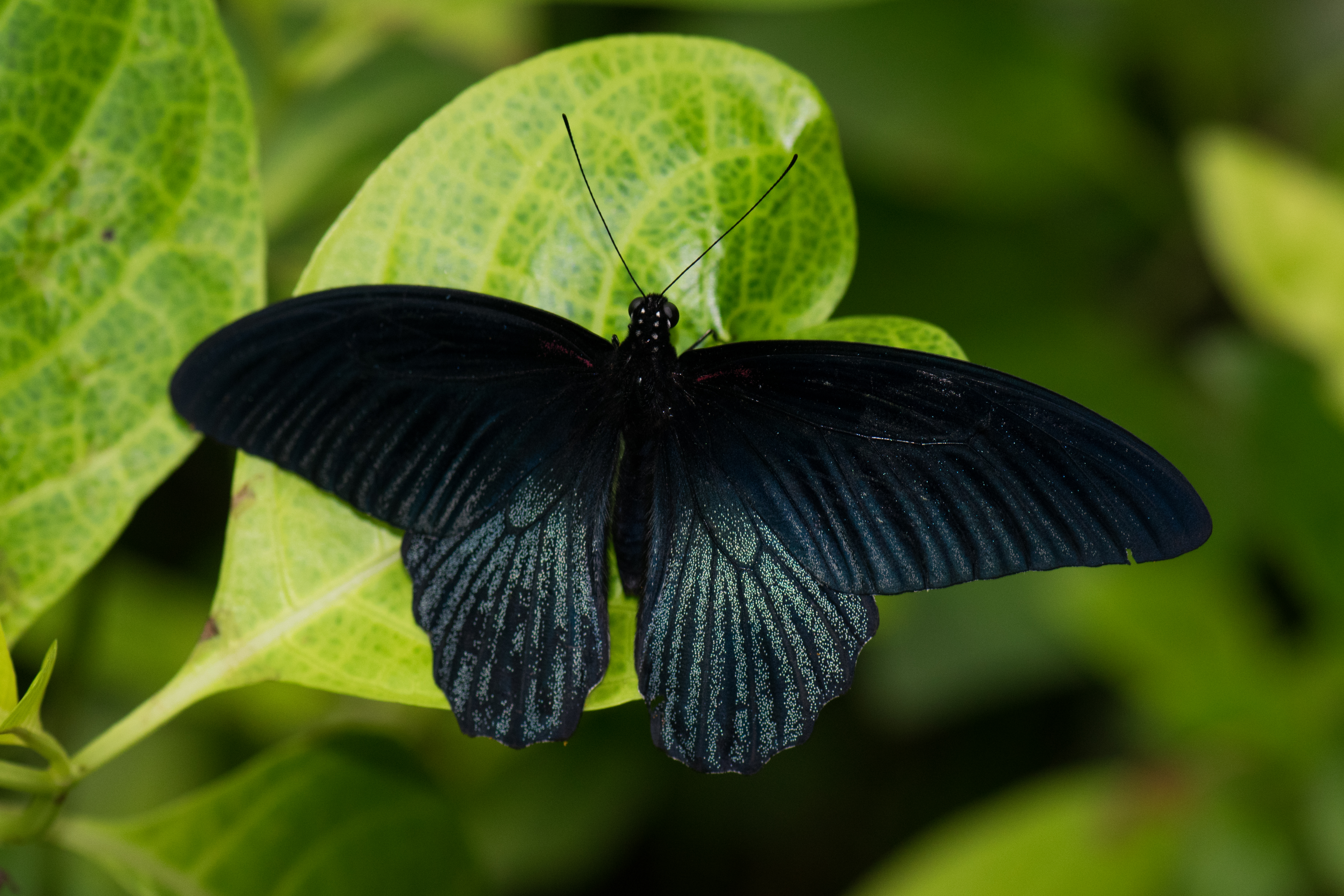 File:Black butterfly wingspread (25102112795).jpg - Wikimedia Commons