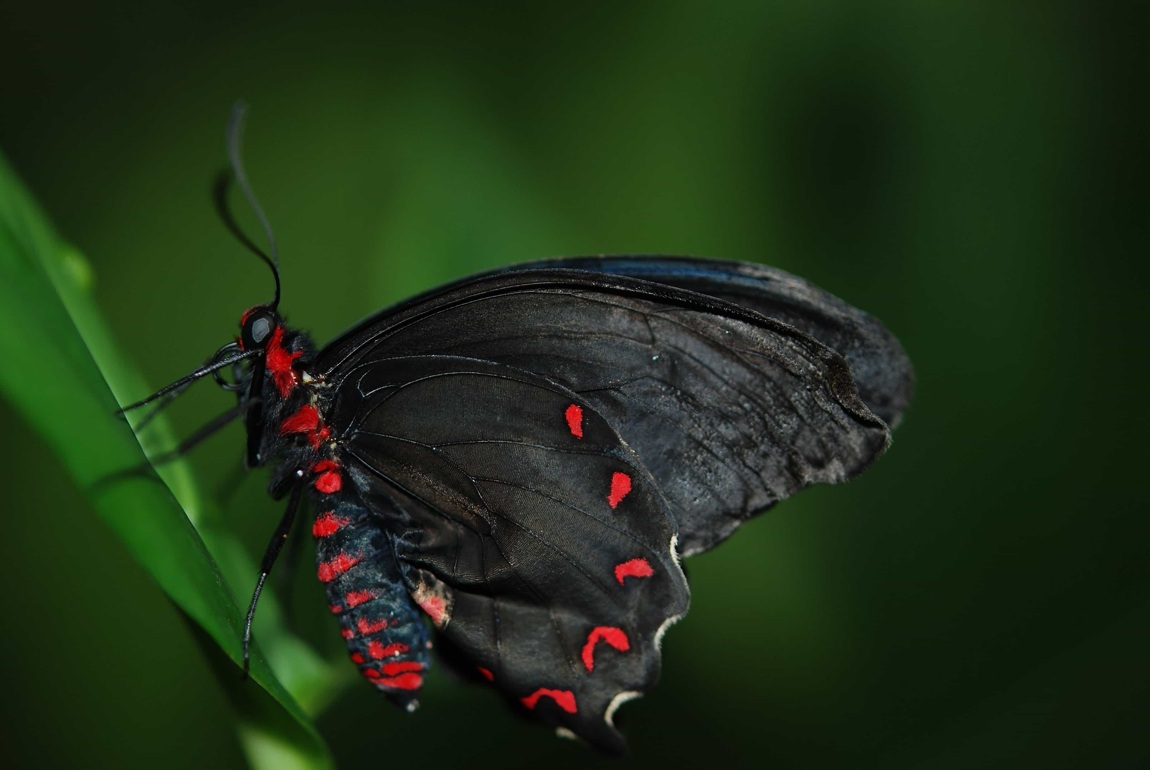 Free picture: invertebrate, black butterfly, nature, wildlife ...