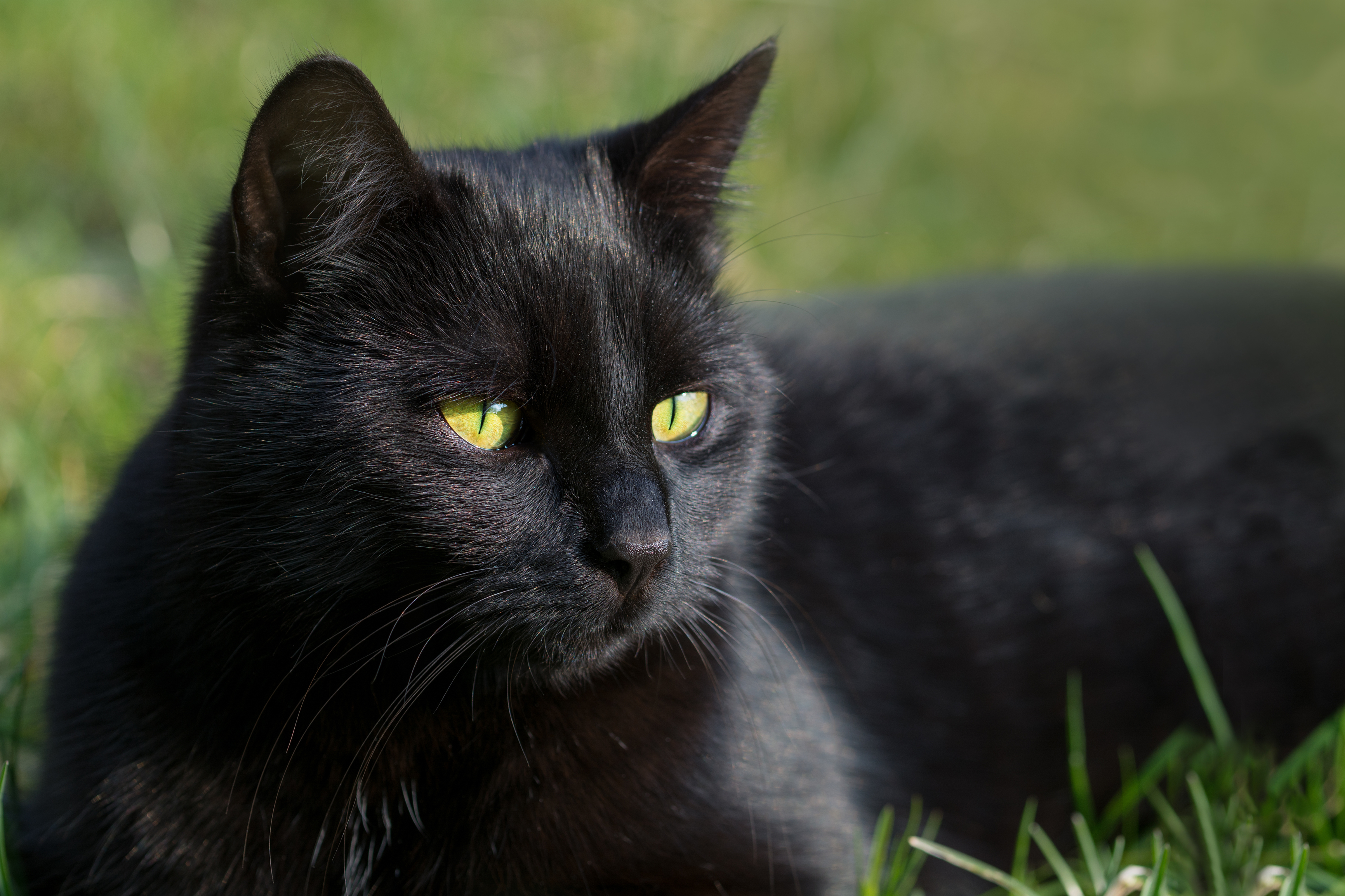 Black Cat Day | Days Of The Year