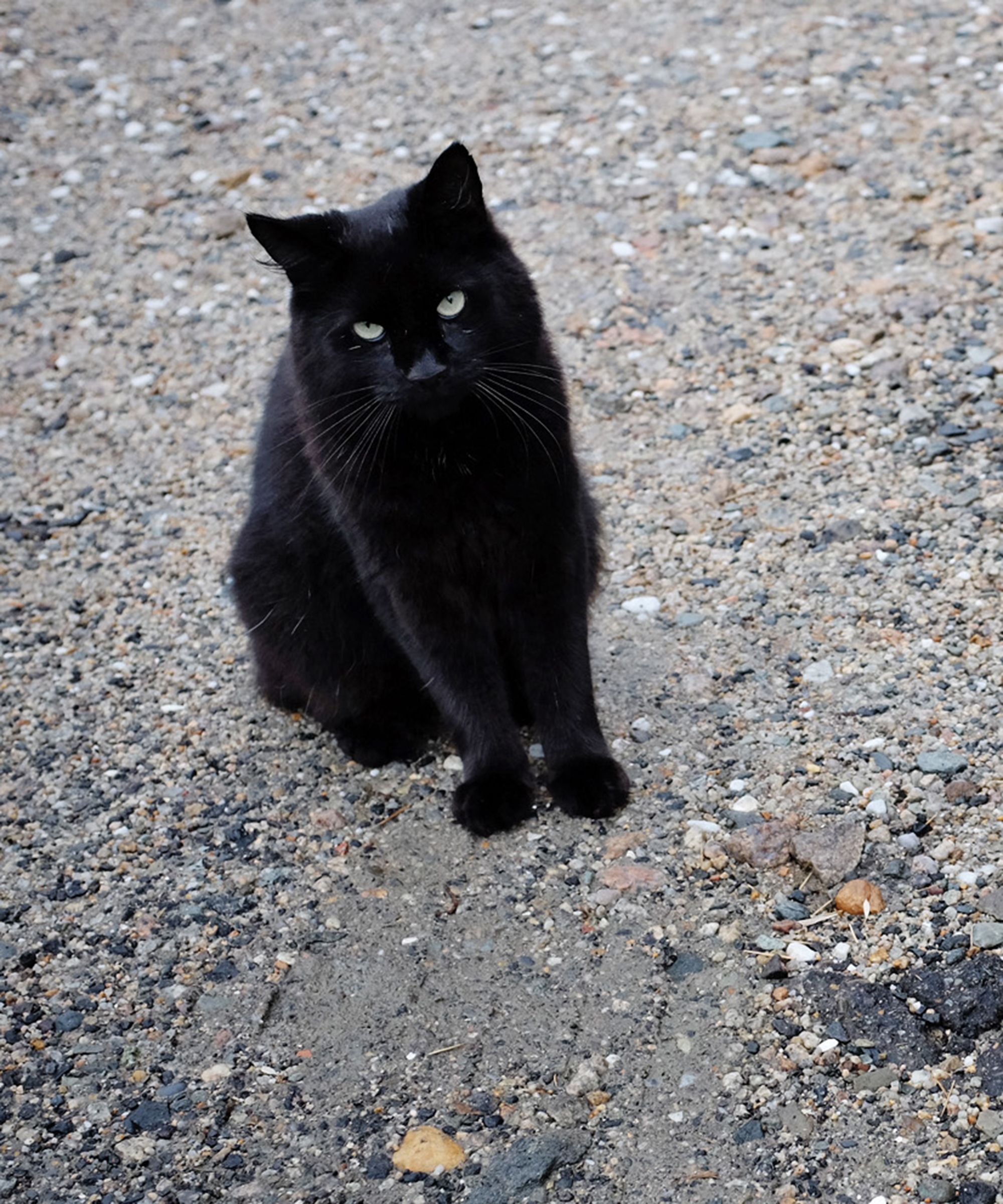 Black Cats Superstition Origin Good Or Bad Luck Symbol