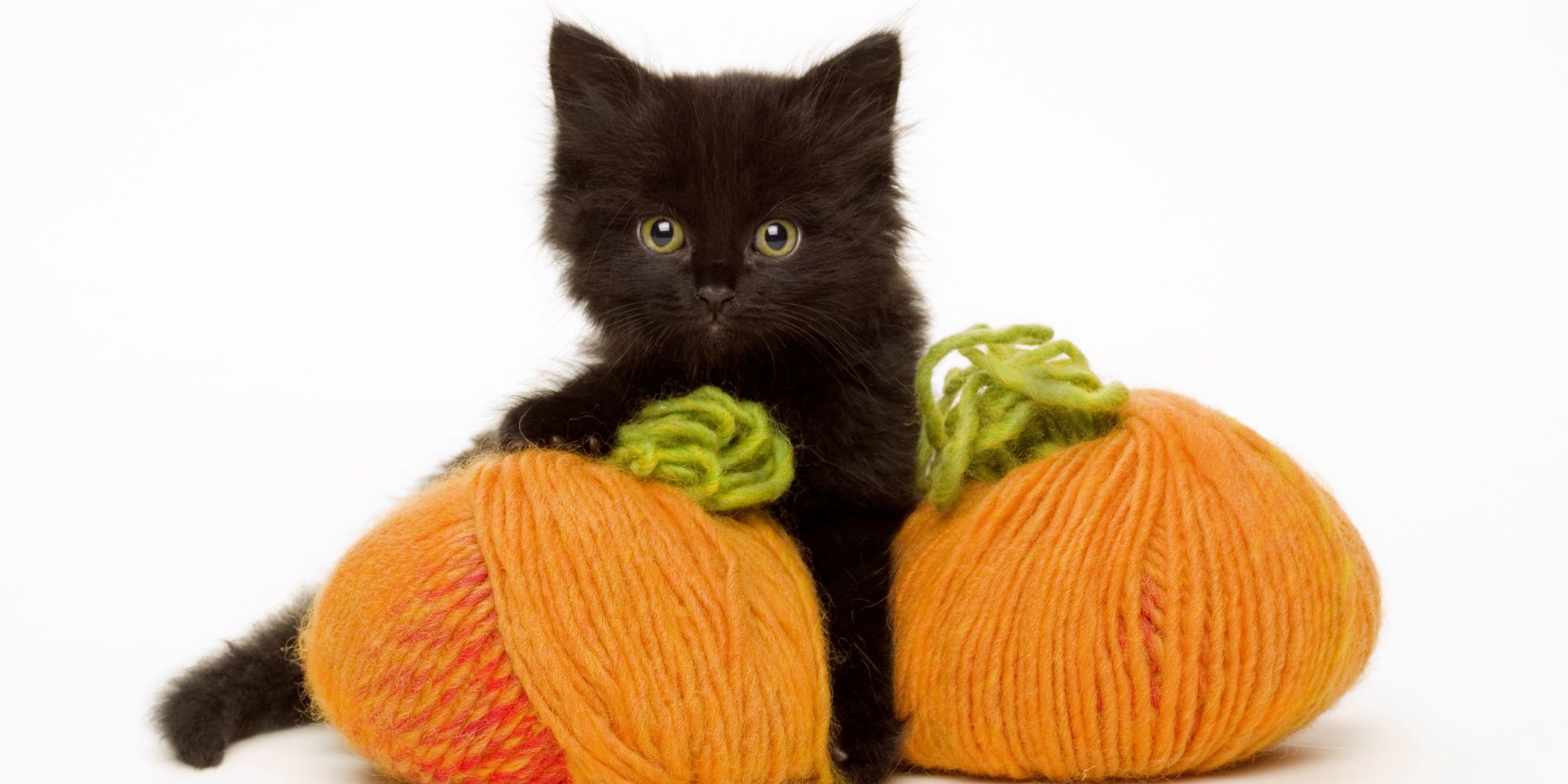 12 Cute Black Cat Names - Good Names for Male and Female Black Cats
